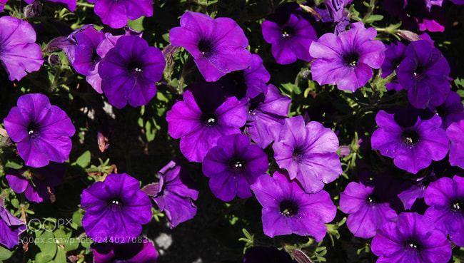 Nikon D60 sample photo. Td photography