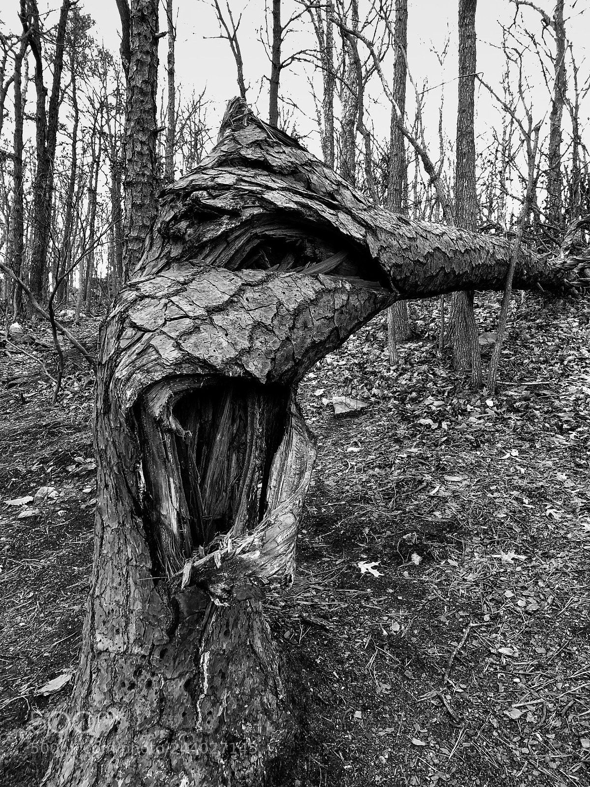 Apple iPhone 8 sample photo. Twisted tree photography