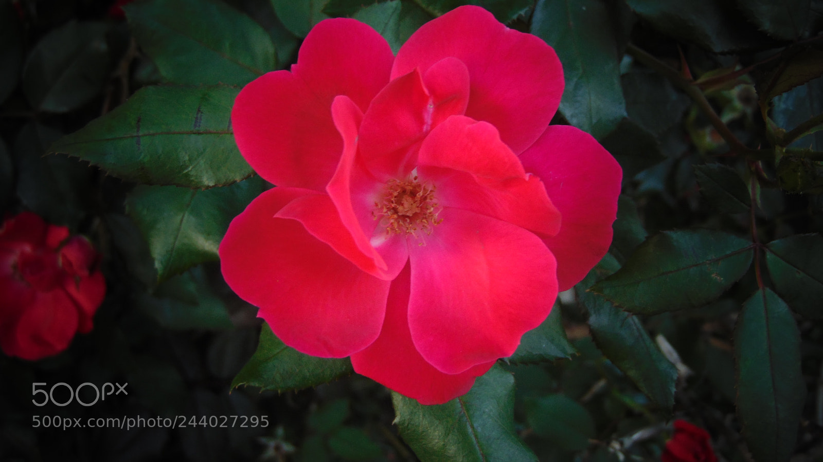 Sony Cyber-shot DSC-H300 sample photo. Red bloomington photography