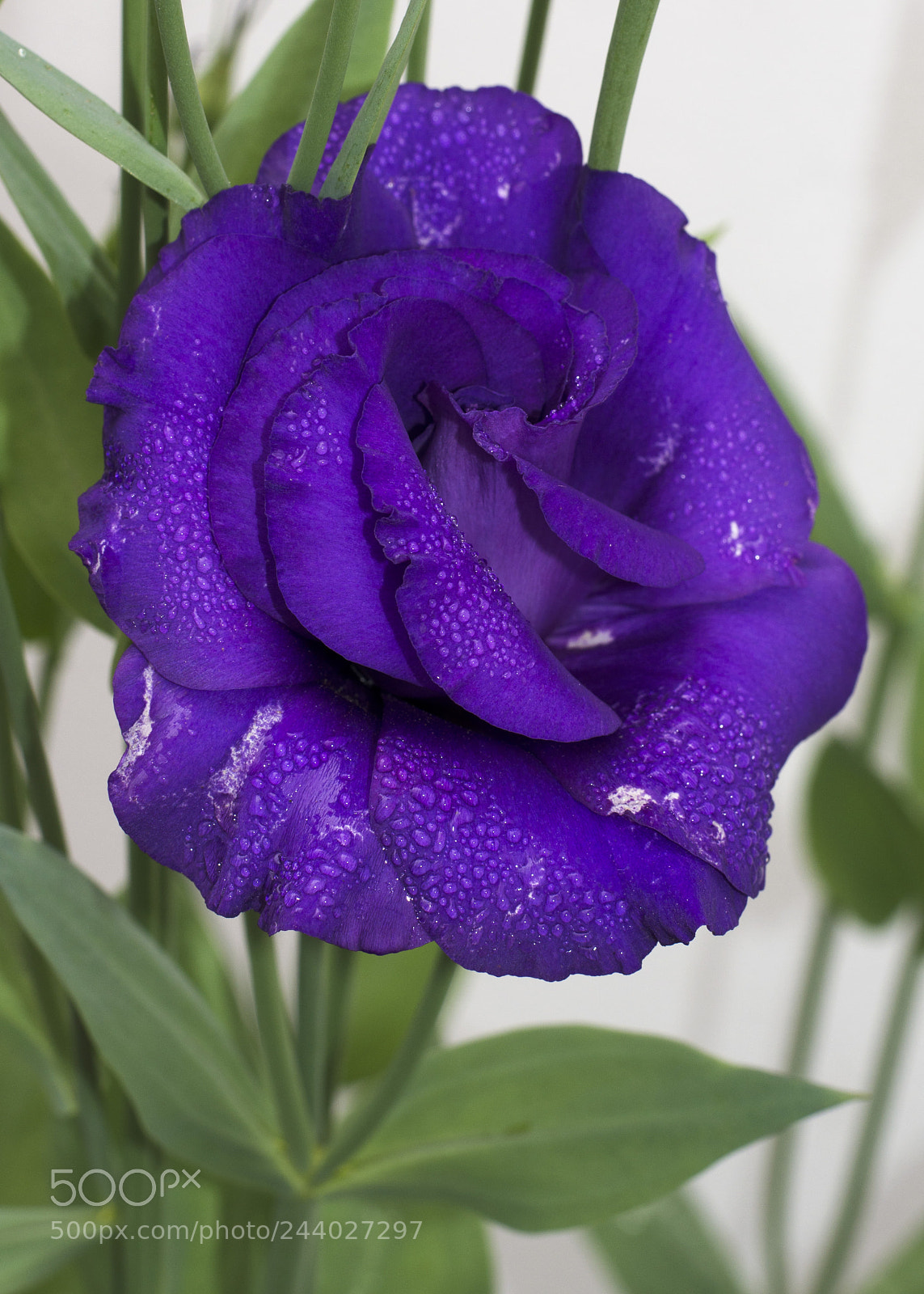 Nikon D5100 sample photo. Detalles en flor luego photography