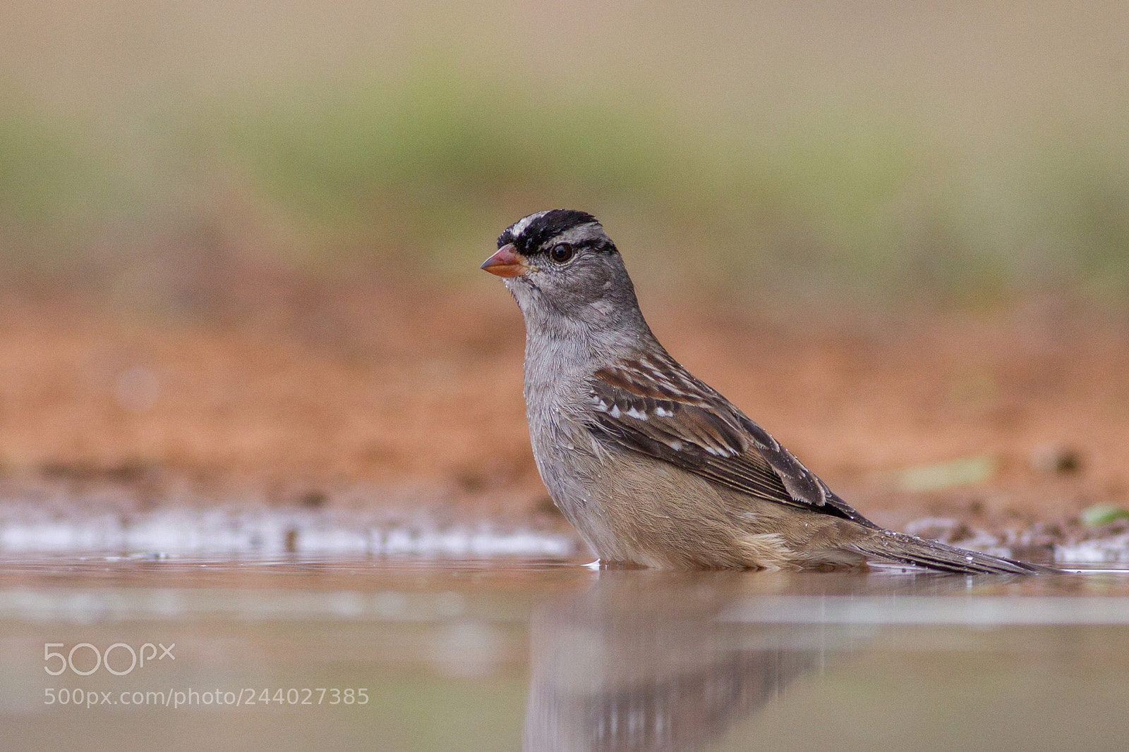 Canon EOS-1D Mark IV sample photo. White-crowned sparrow photography