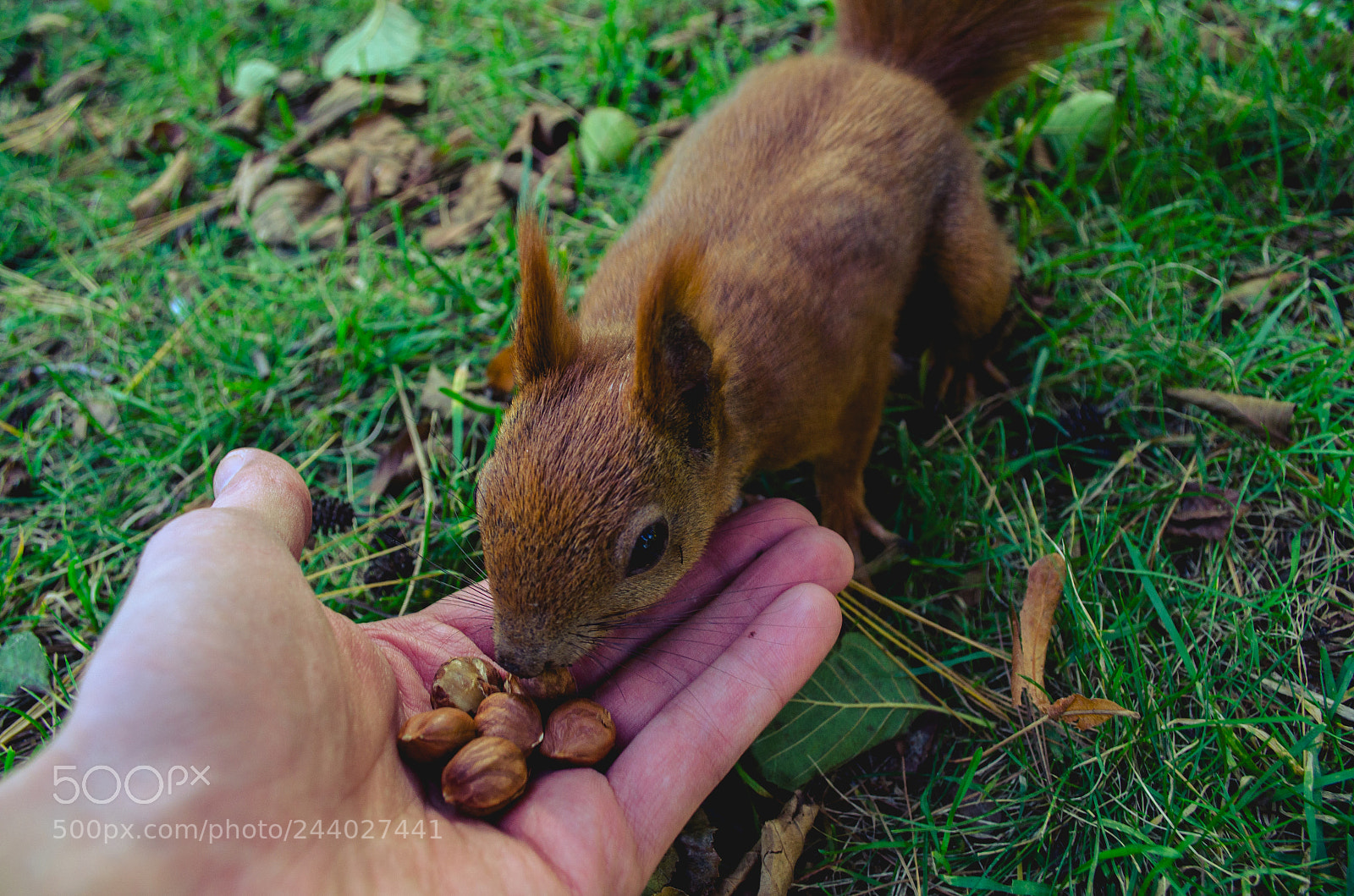 Nikon D5100 sample photo. Close to wildlife photography