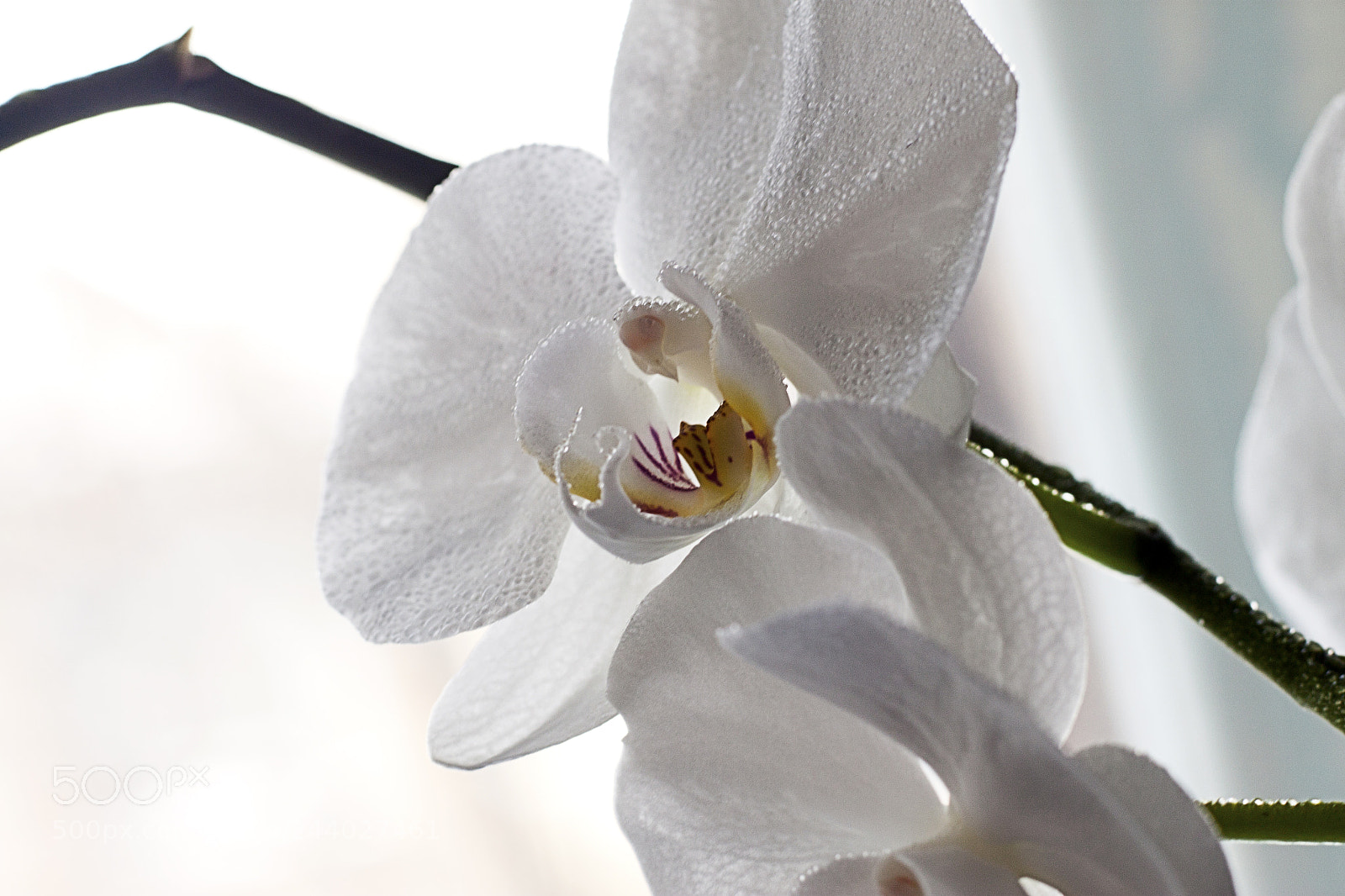 Canon EOS 500D (EOS Rebel T1i / EOS Kiss X3) sample photo. Orchid, flower, bloom, beautiful photography