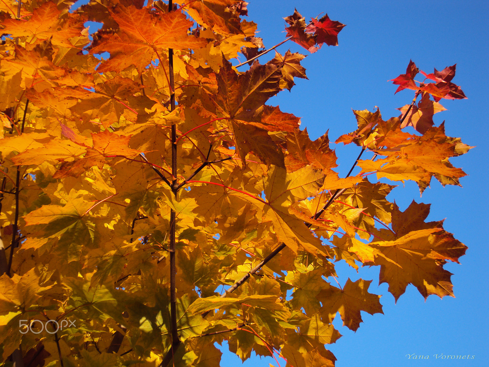 Sony DSC-W190 sample photo. The fire of autumn photography