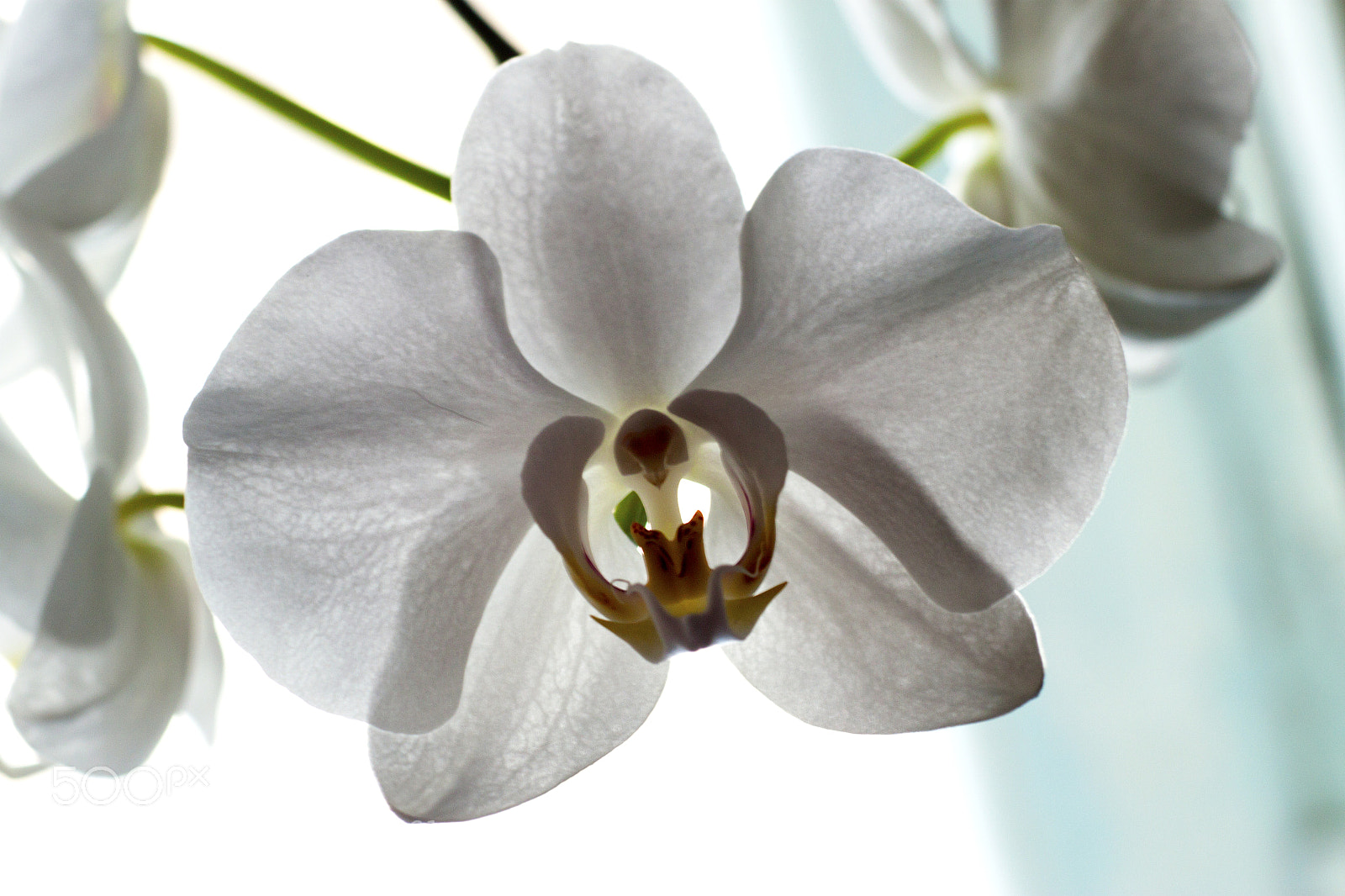Canon EOS 500D (EOS Rebel T1i / EOS Kiss X3) sample photo. Orchid, flower, bloom, beautiful photography