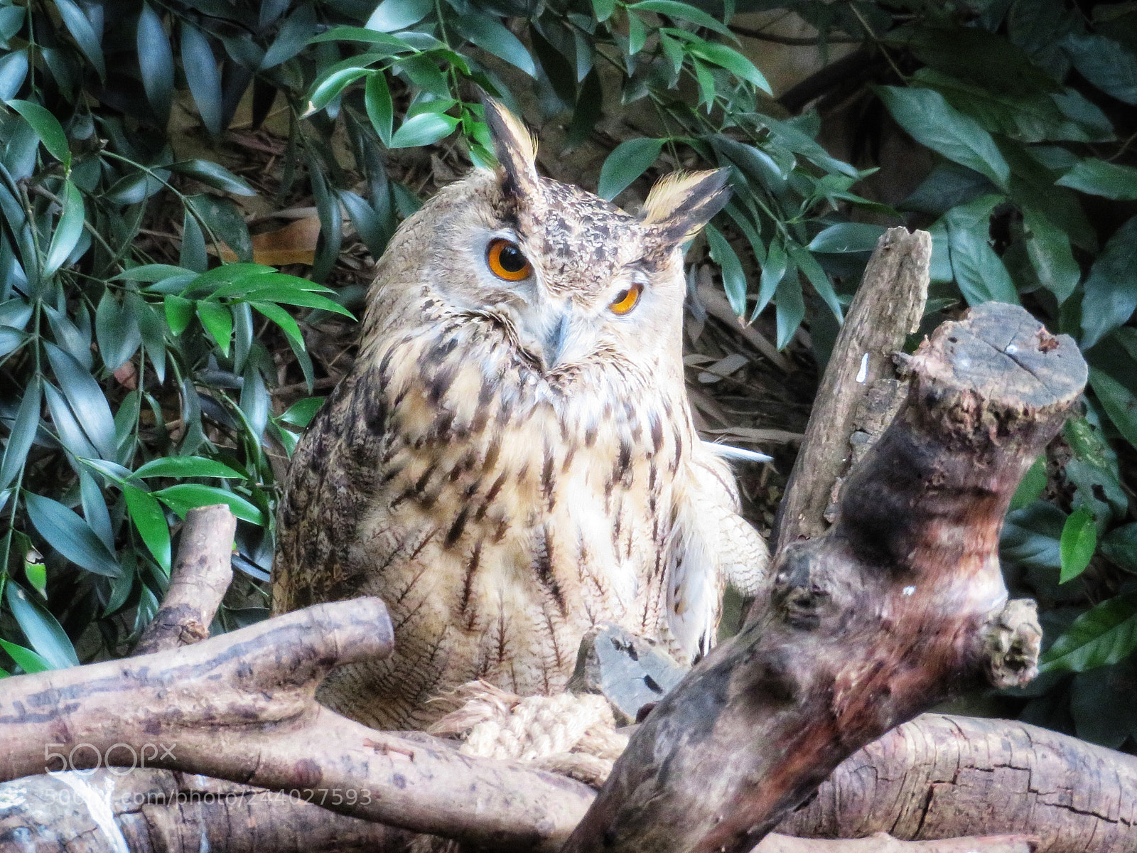 Canon PowerShot SX720 HS sample photo. Eurasian eagle owl photography
