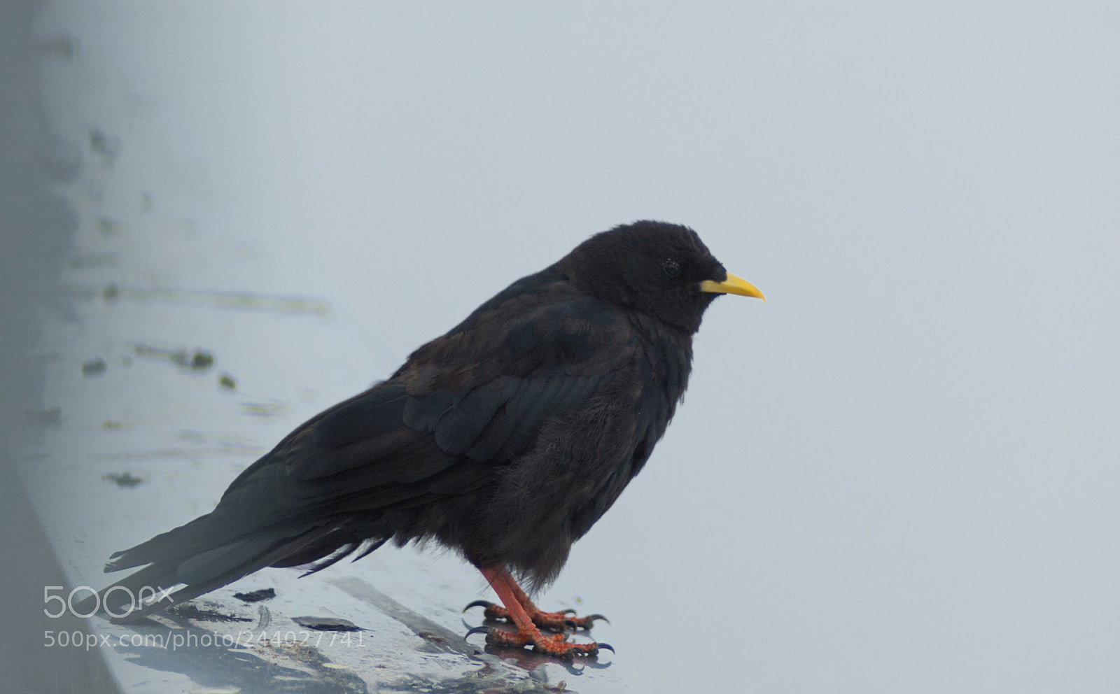 Nikon D70 sample photo. Titlis, switzerland photography