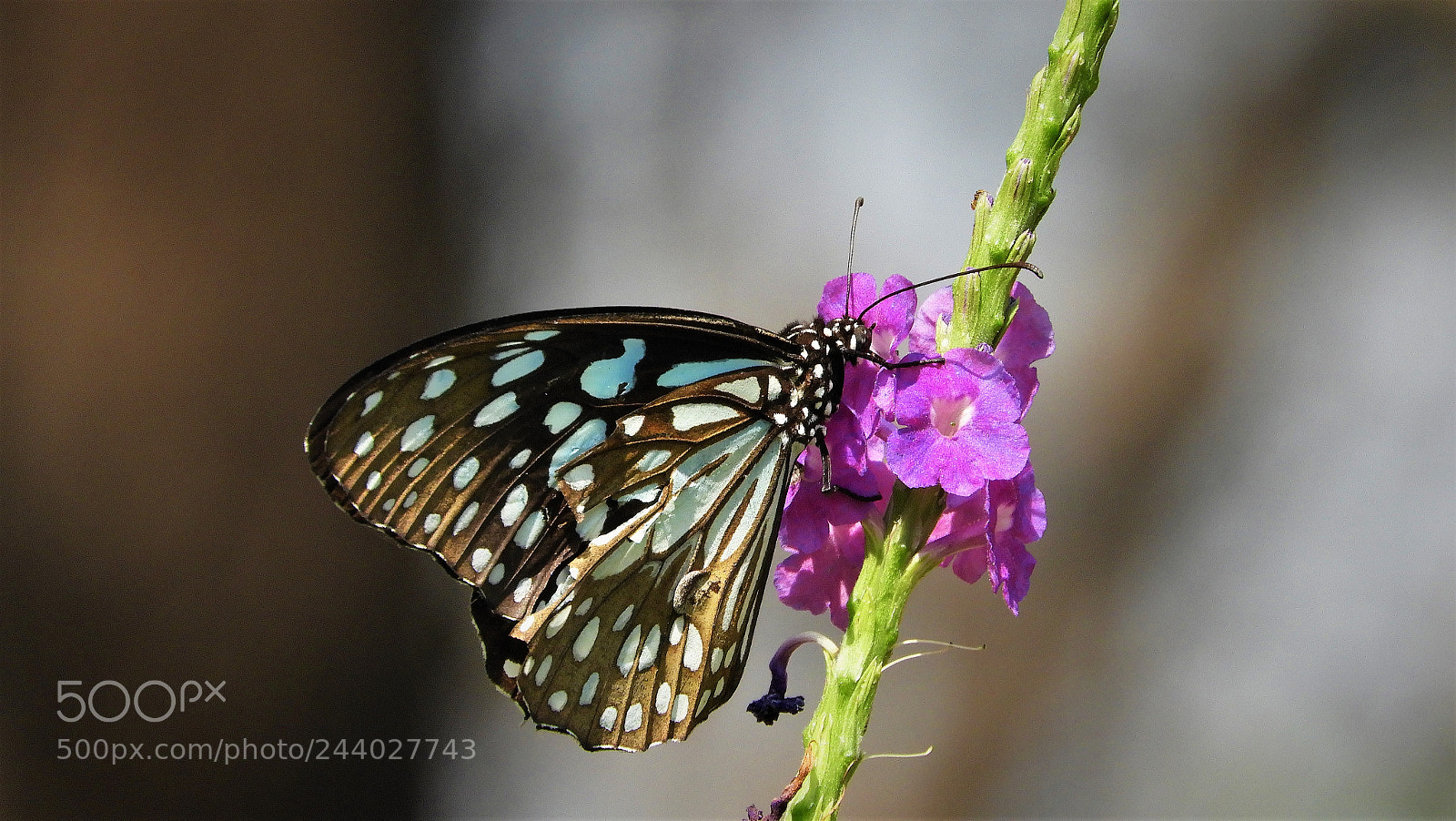 Nikon Coolpix B700 sample photo. Blue tiger photography