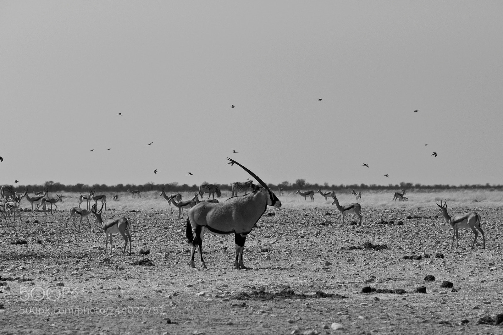 Olympus OM-D E-M5 sample photo. Oryx antelope  photography
