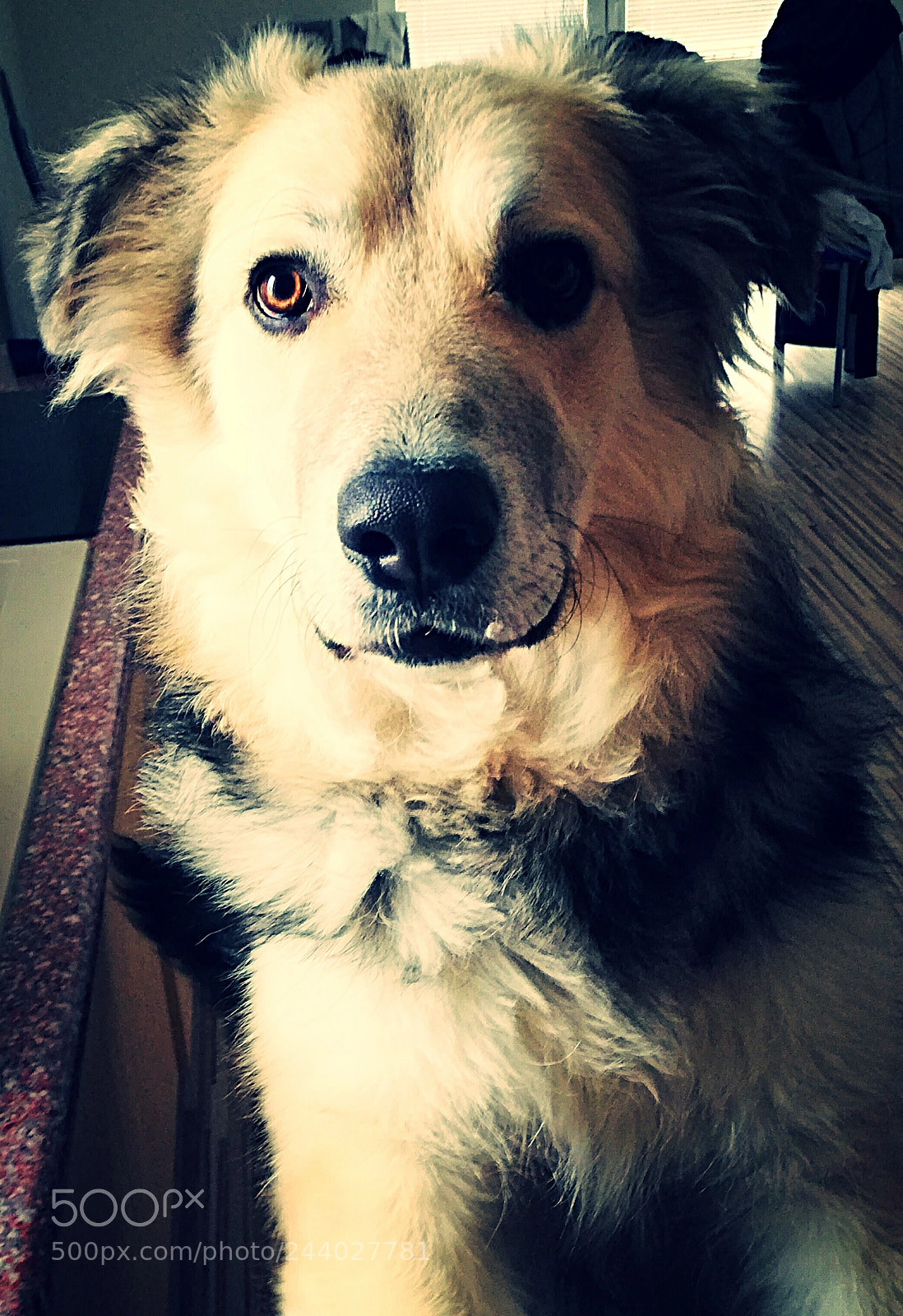 HUAWEI Mate 10 Lite sample photo. Dog photography