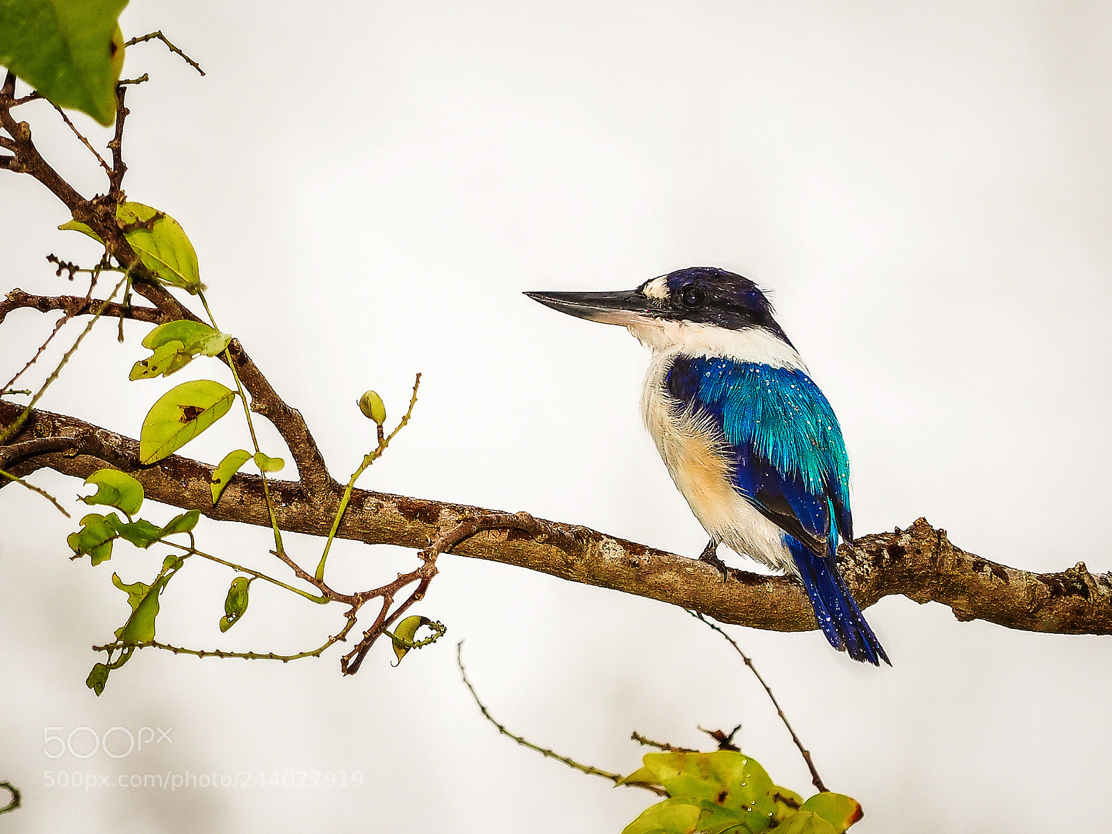 Olympus OM-D E-M1 Mark II sample photo. Todiramphus macleayii photography