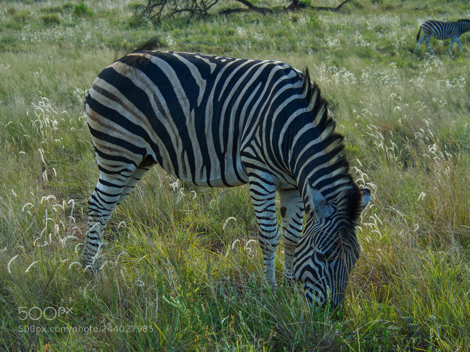 Olympus OM-D E-M5 sample photo. Black with white stripes photography