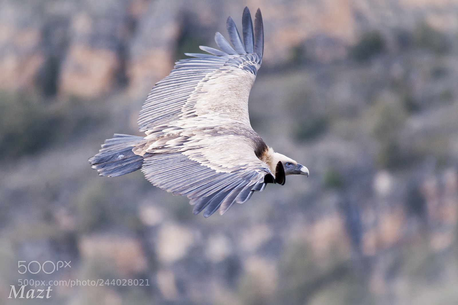 Nikon D700 sample photo. Griffon vulture photography