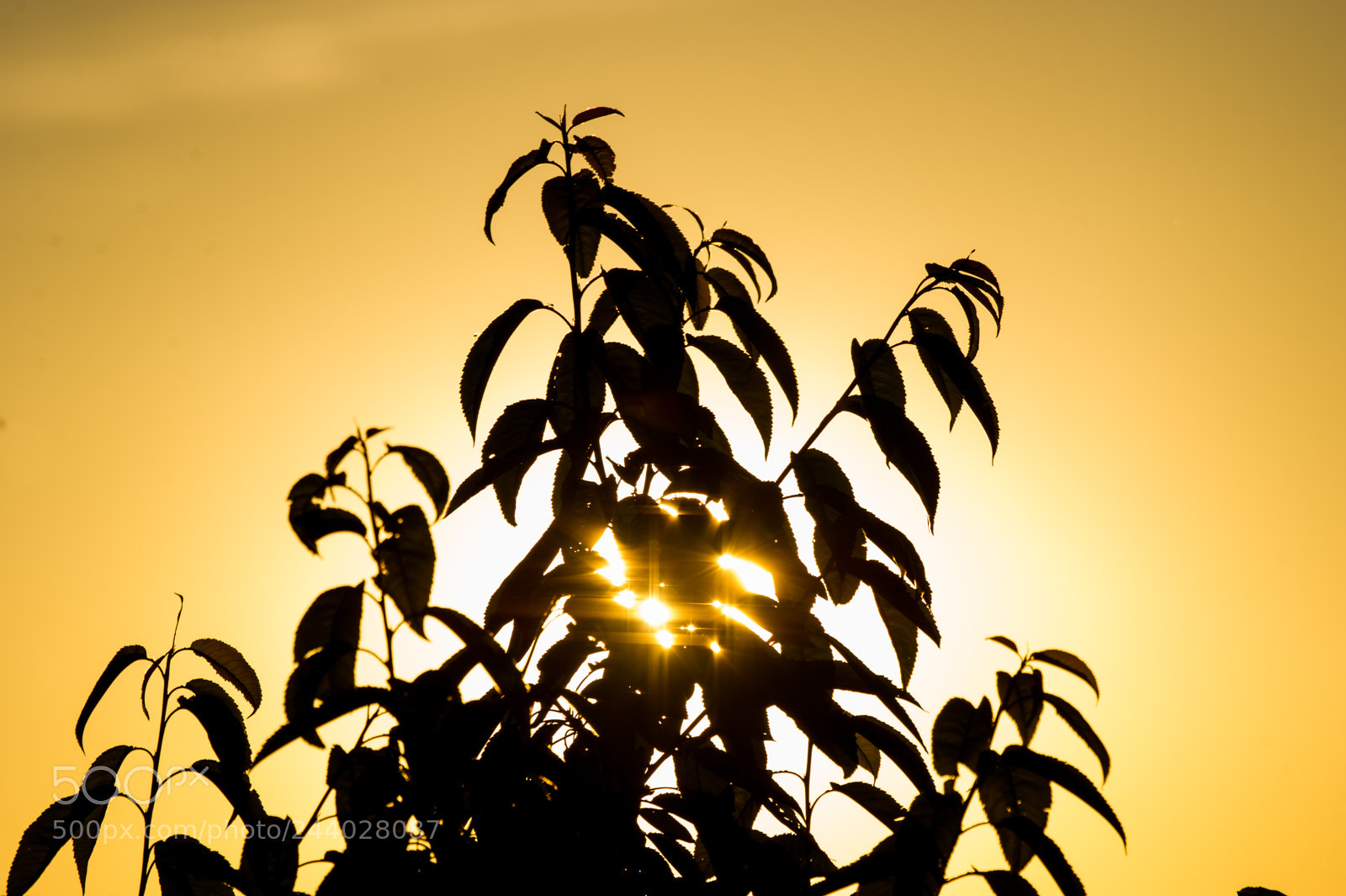 Nikon D3S sample photo. Sunset photography
