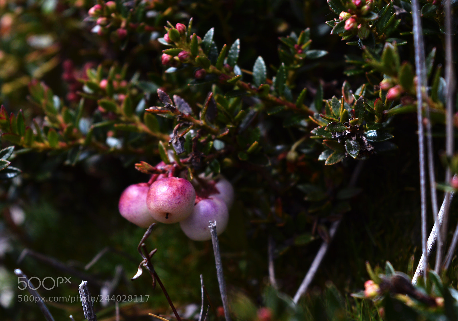 Nikon D3200 sample photo. Sweet leaf photography