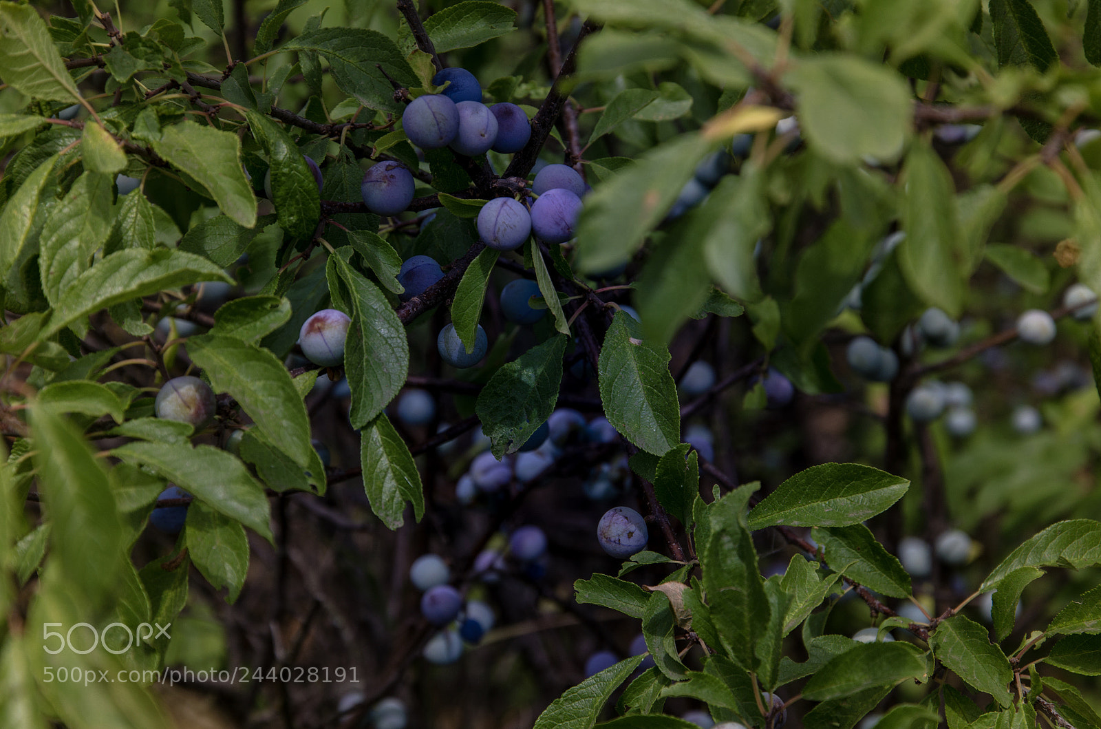 Nikon D5100 sample photo. Untitled photography