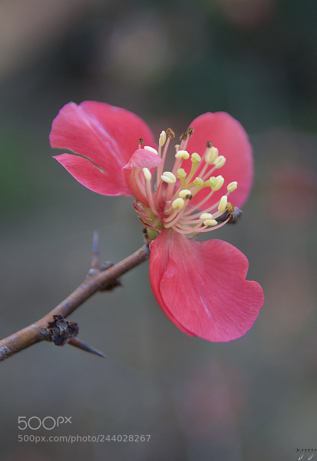 Nikon D3100 sample photo. First flower of the photography