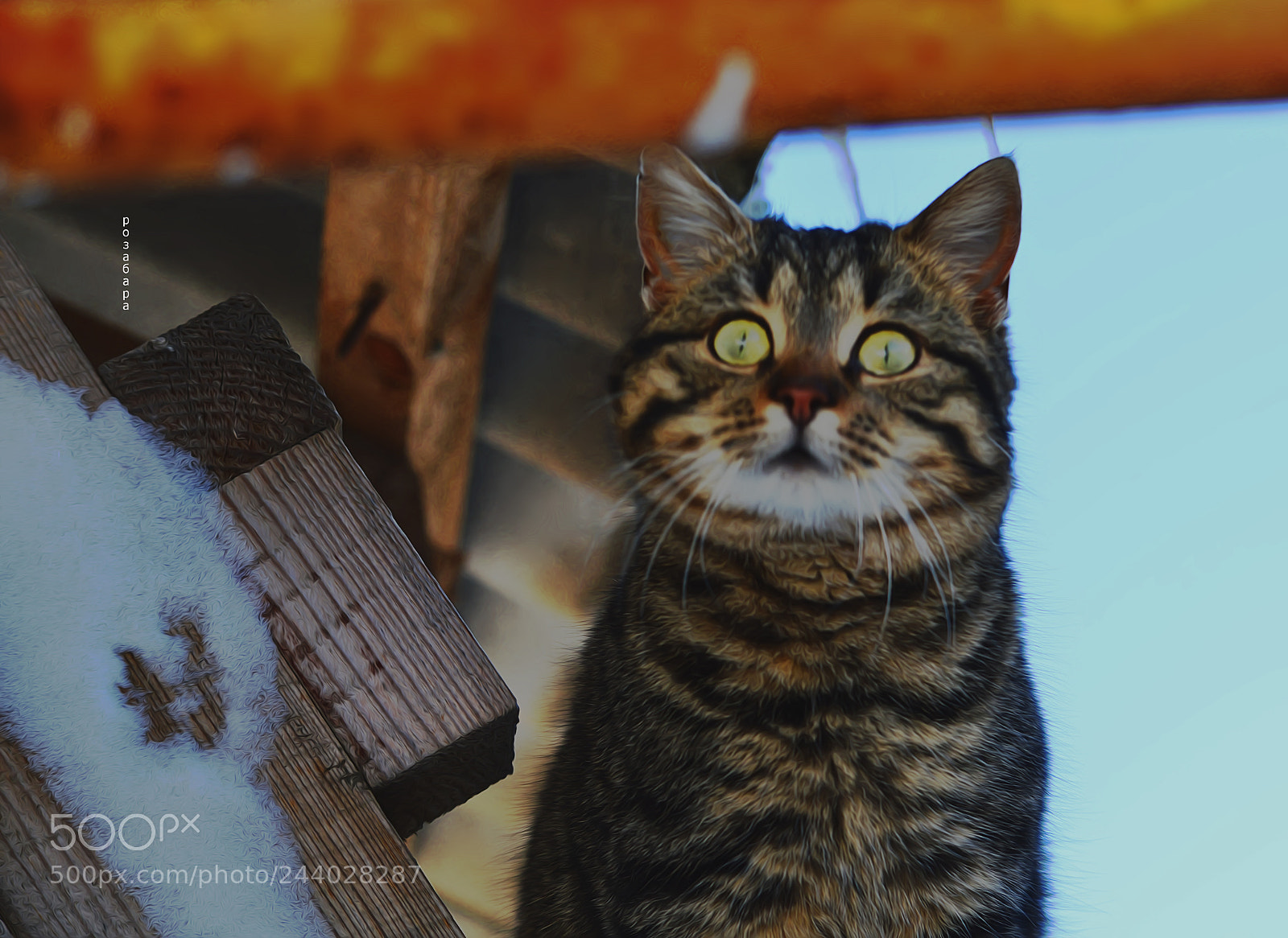Nikon D3200 sample photo. первая снежинка Сальво photography
