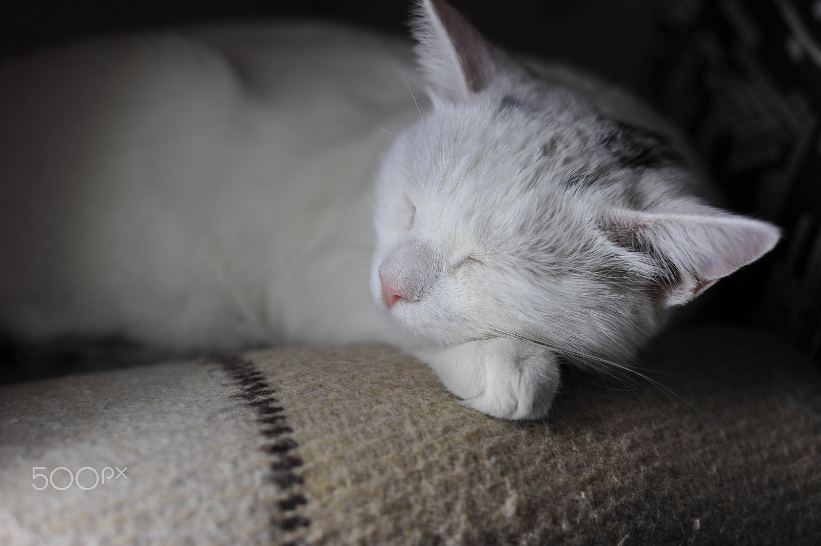 Nikon AF Nikkor 50mm F1.8D sample photo. When it's tired photography
