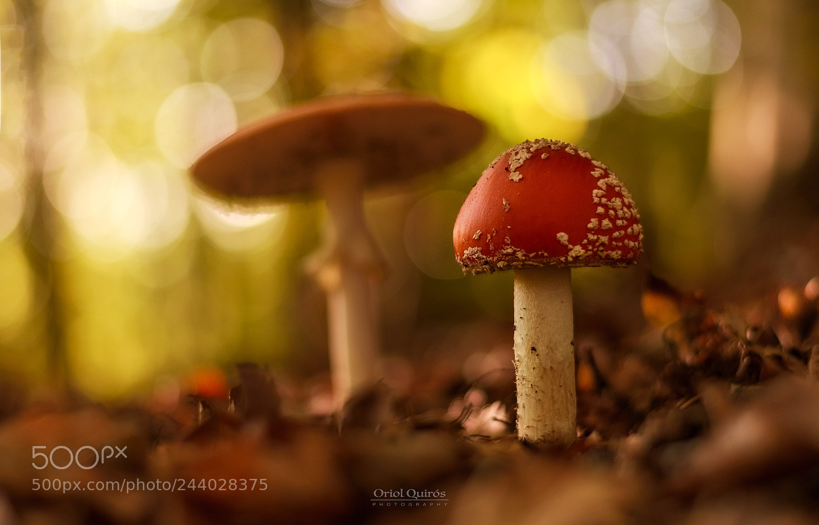 Nikon D7100 sample photo. Magic mushroom photography