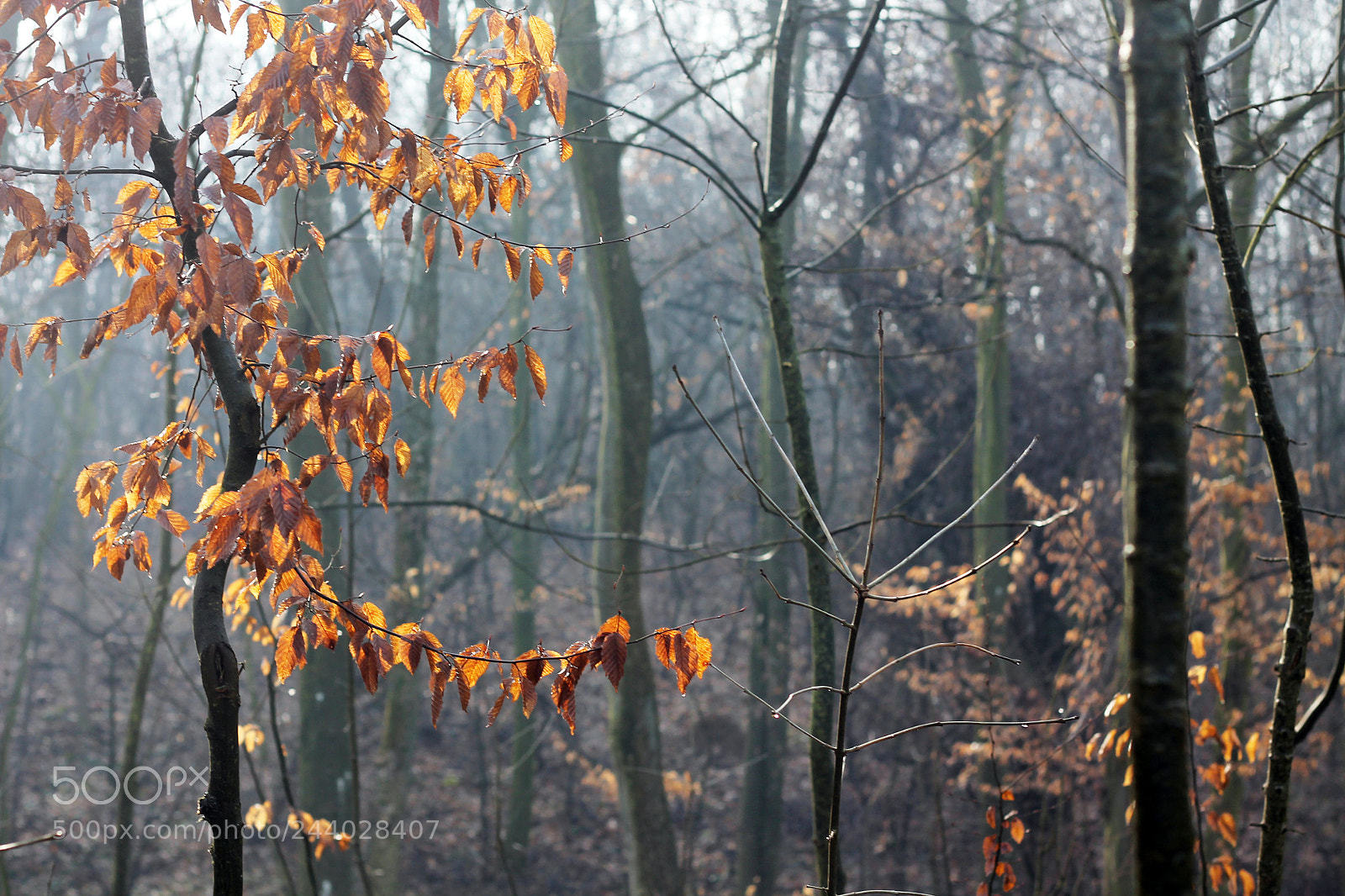 Canon EOS 1100D (EOS Rebel T3 / EOS Kiss X50) sample photo. Light in woods photography