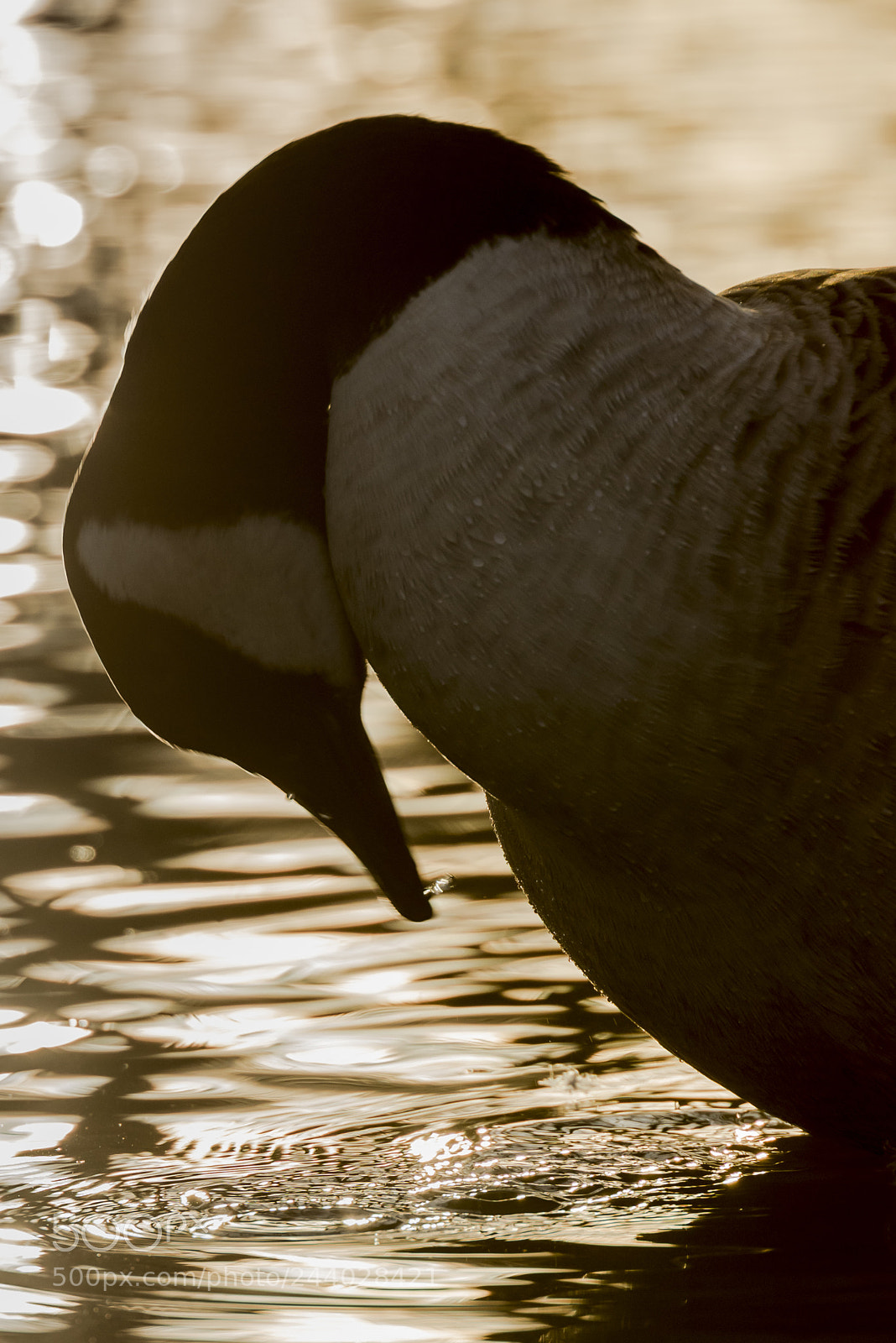 Nikon D600 sample photo. Désespoir animal photography
