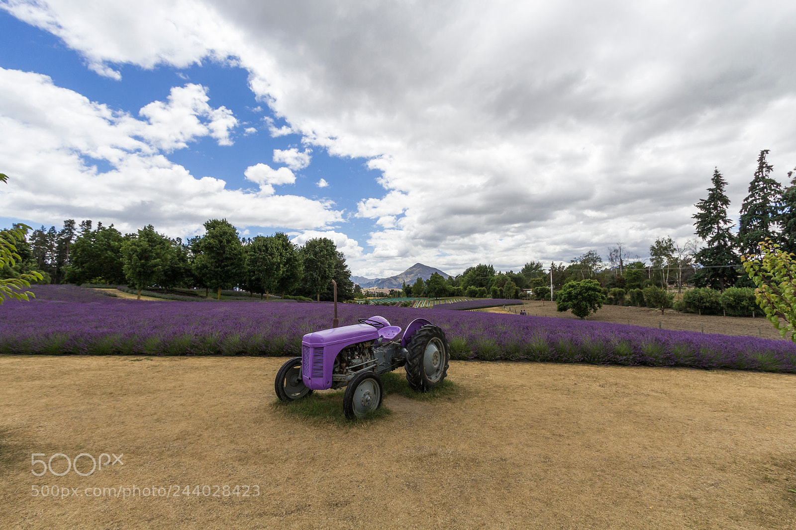Canon EOS 1200D (EOS Rebel T5 / EOS Kiss X70 / EOS Hi) sample photo. Lavender photography