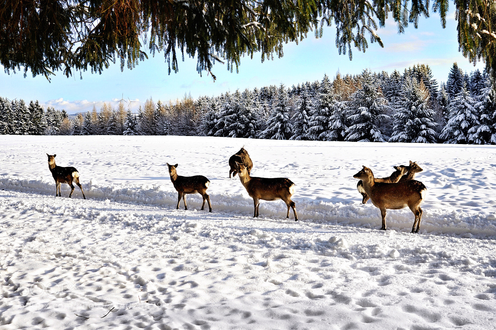 Sony Alpha a5000 (ILCE 5000) sample photo. Deer in the winter photography