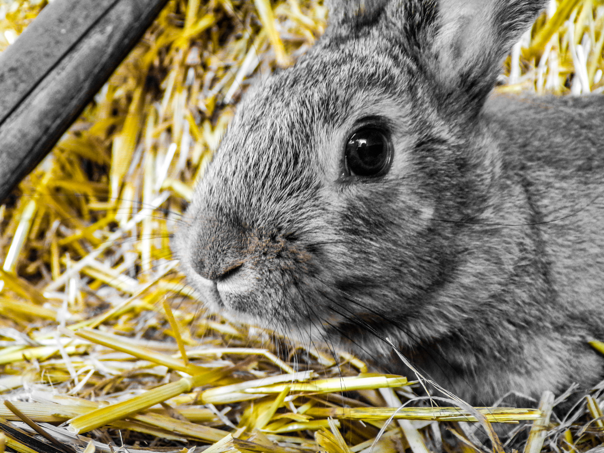 JK KODAK PIXPRO AZ422 sample photo. Rabbit#h photography