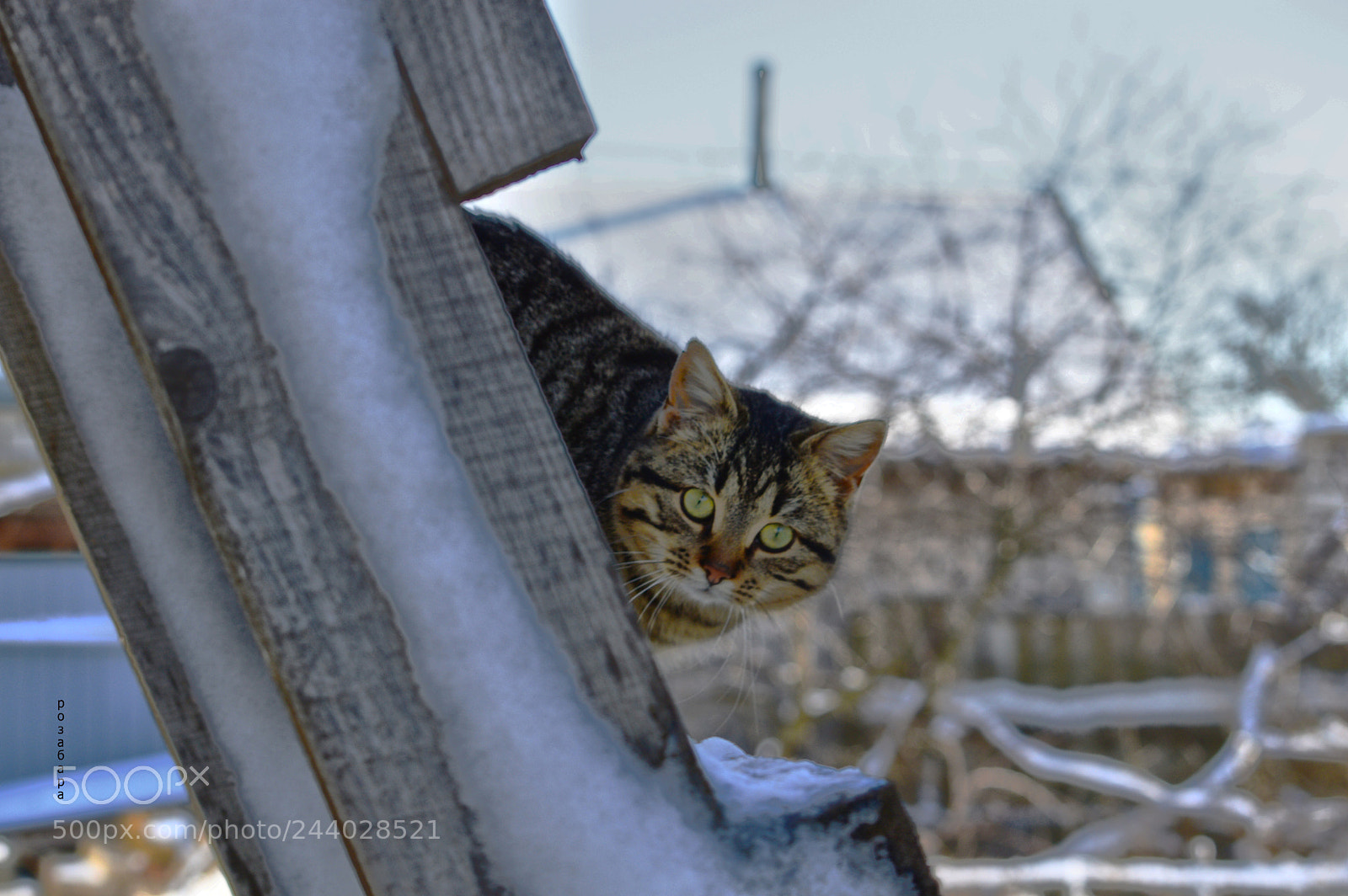 Nikon D3200 sample photo. первая зима Сальво photography