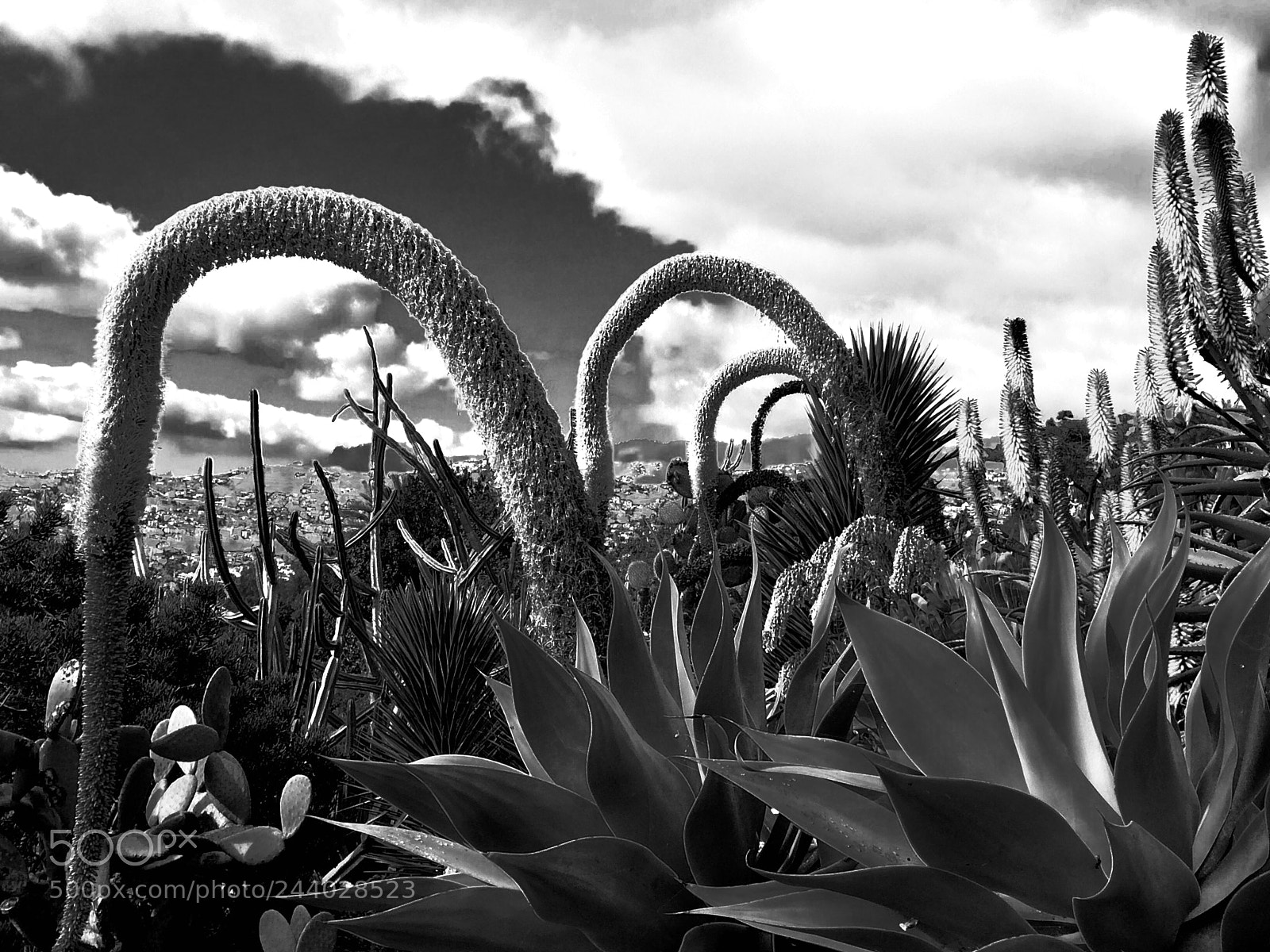 Apple iPhone 5s sample photo. Cactus garden photography