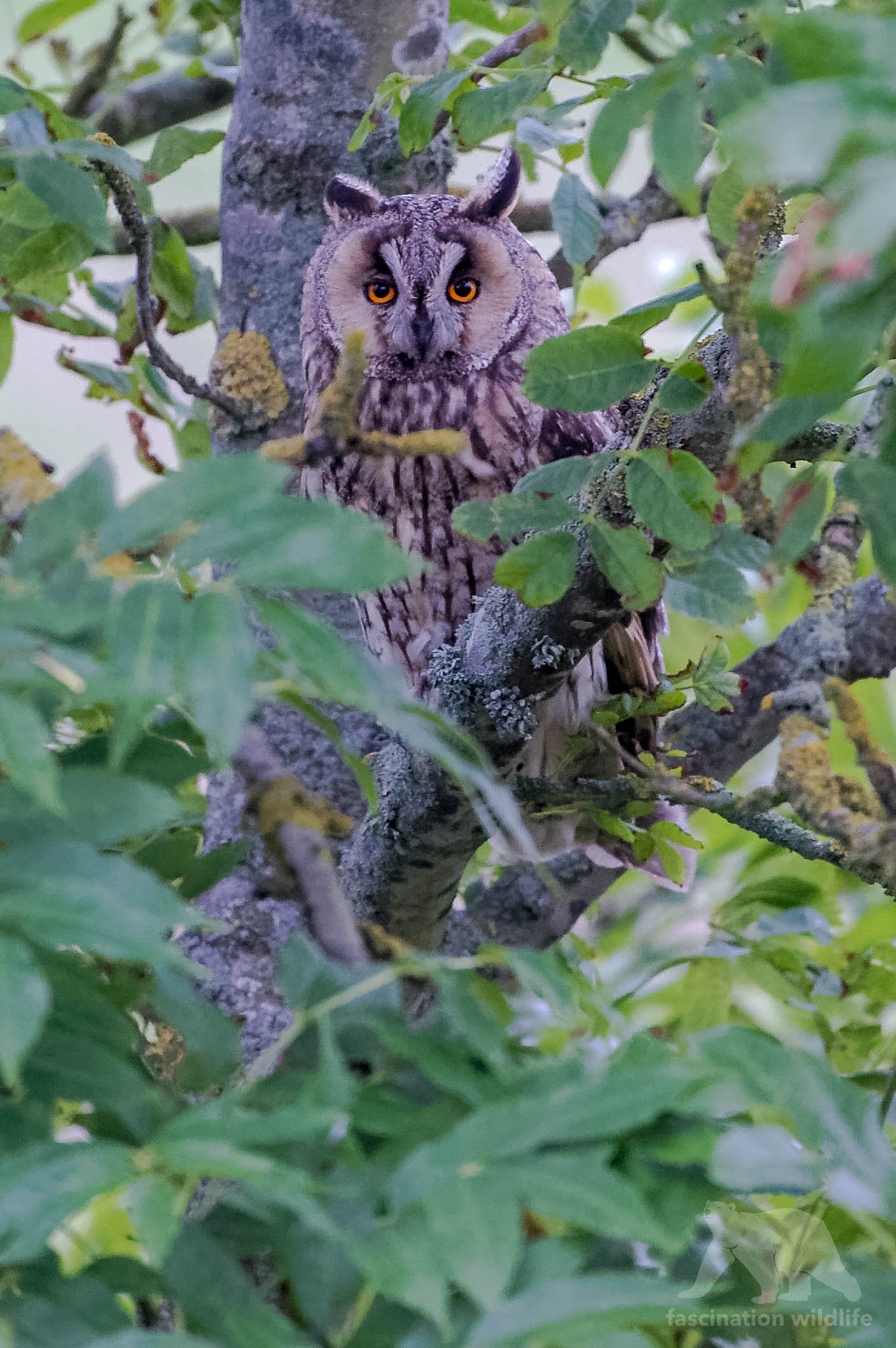 Nikon D4S + Sigma 150-600mm F5-6.3 DG OS HSM | S sample photo. Long - eared owl photography