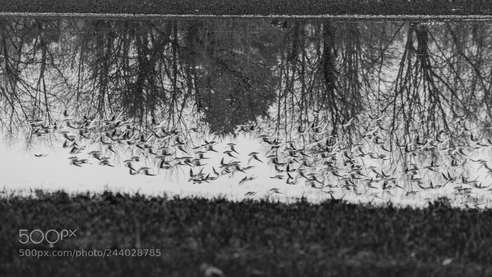 Nikon D7100 sample photo. Birds photography