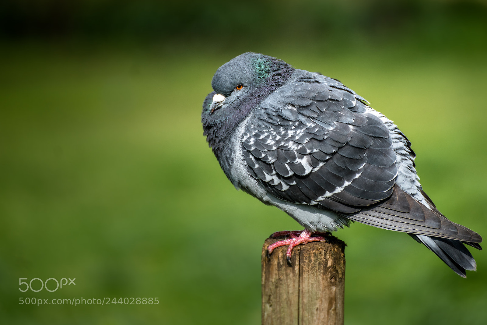 Sony a7R II sample photo. Tired pigeon photography
