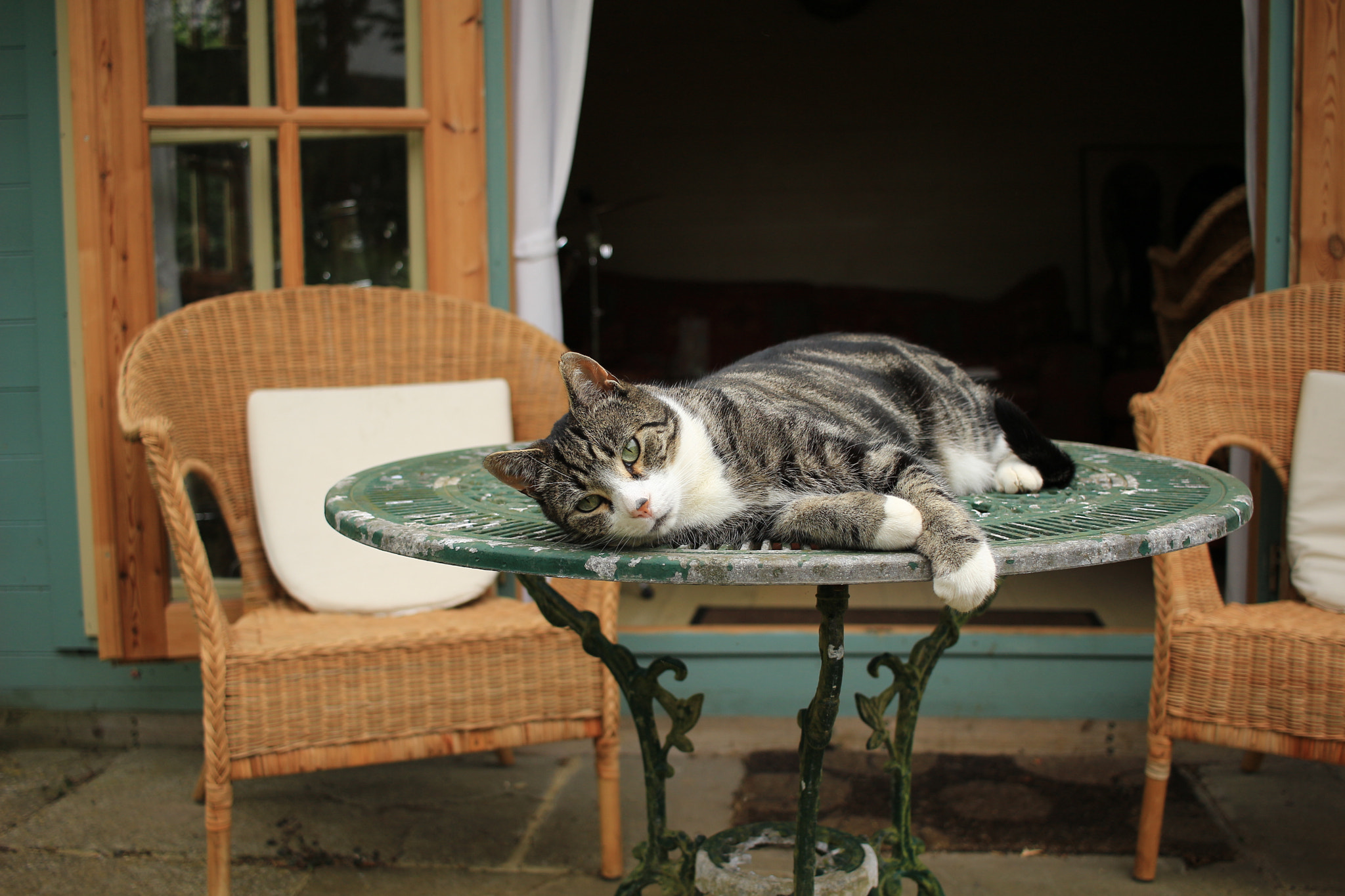 Canon EF-S 24mm F2.8 STM sample photo. Cute puddy cat photography