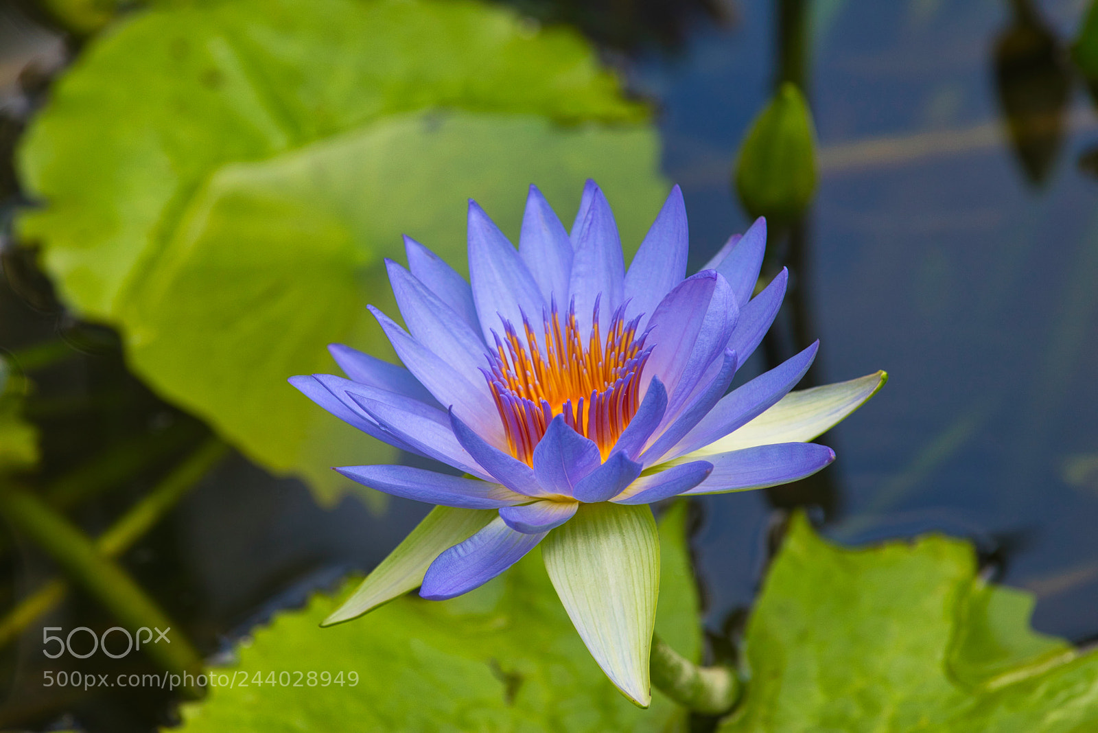 Canon EOS M5 sample photo. Blue tropical water lily photography