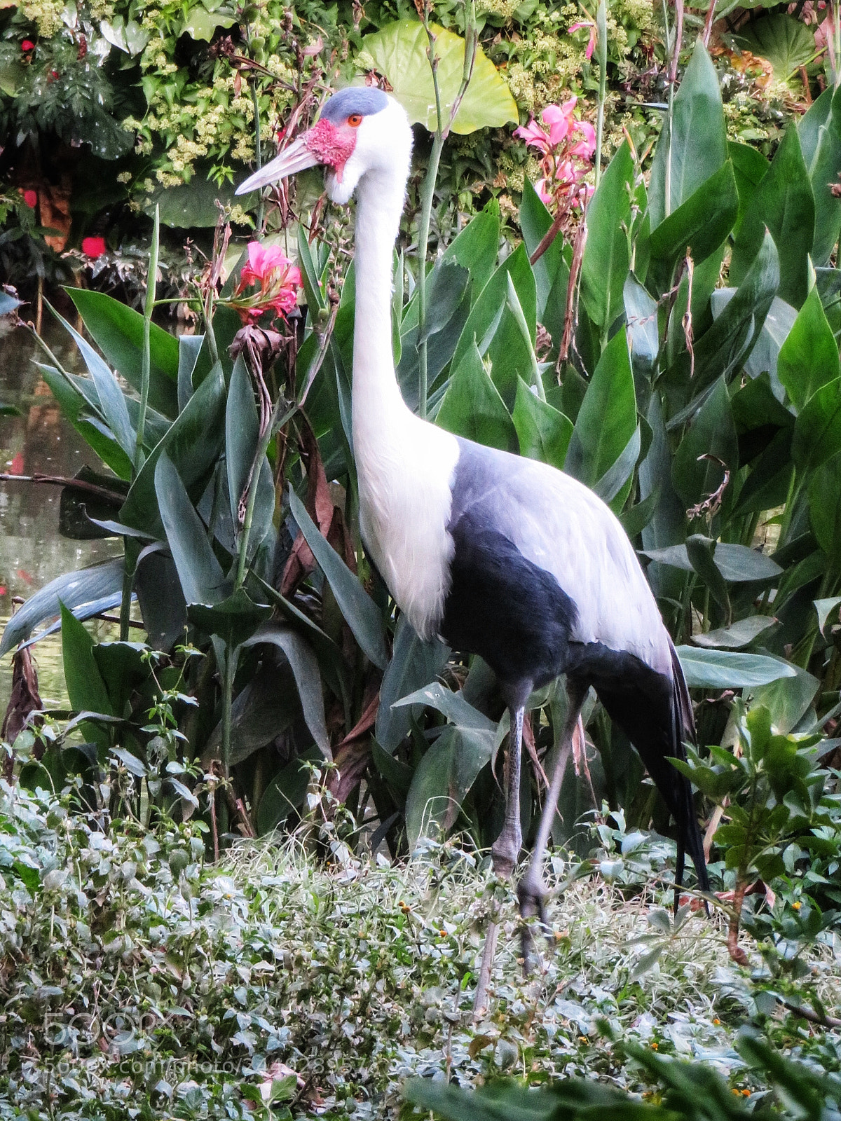 Canon PowerShot SX720 HS sample photo. Wattled crane photography