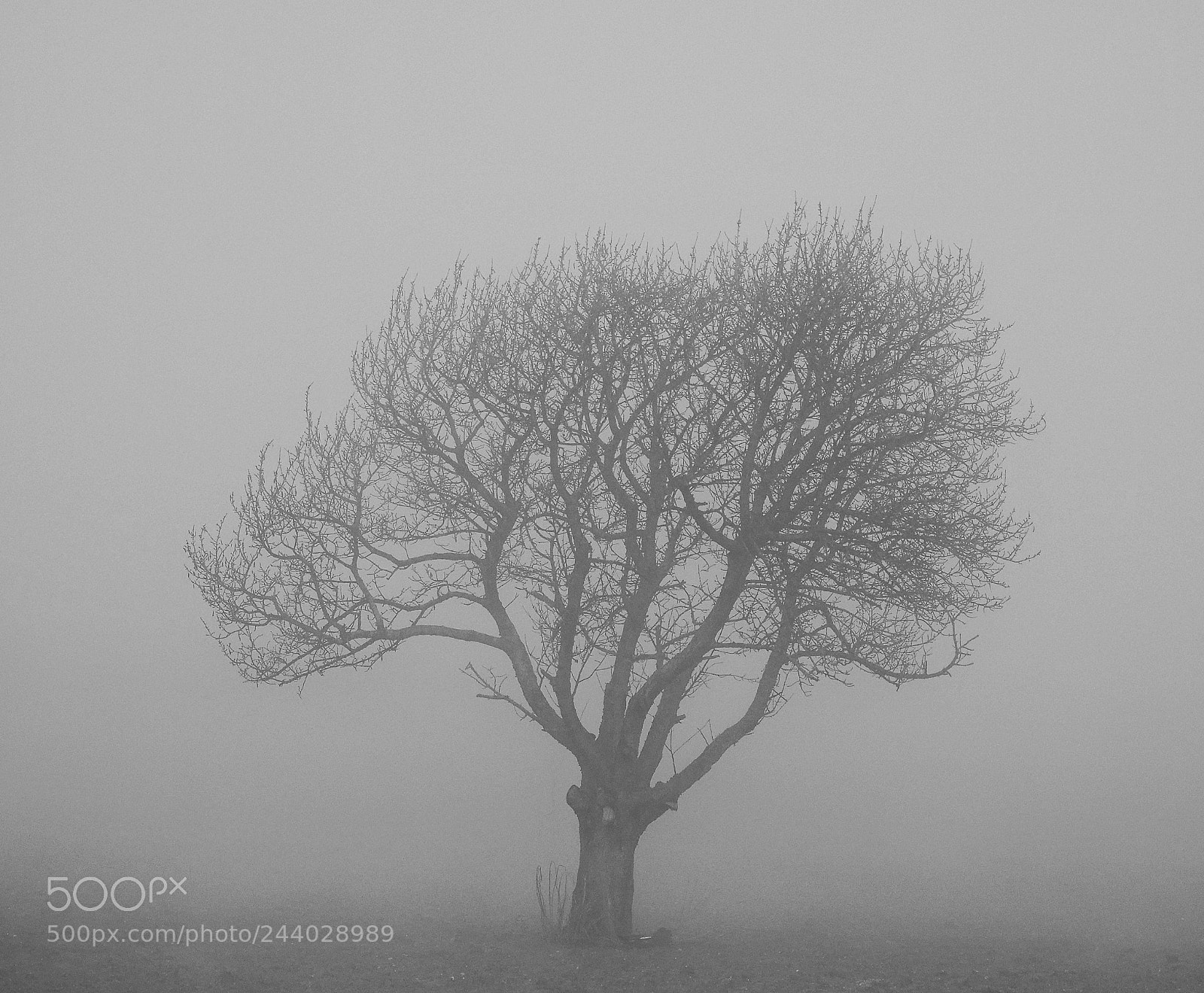 Panasonic Lumix DC-G9 sample photo. Tree in the fog photography