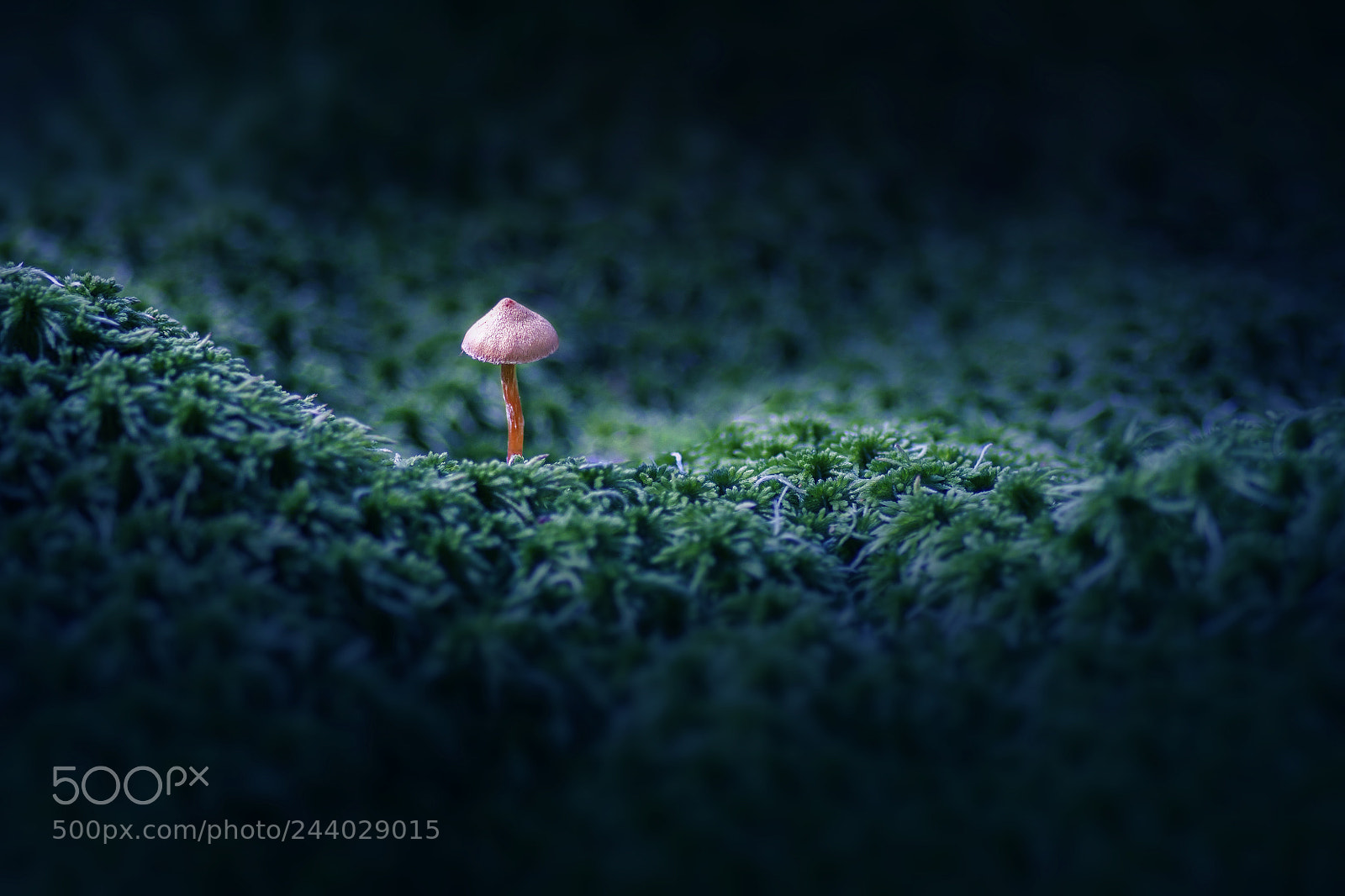 Canon EOS 50D sample photo. A mushroom photography