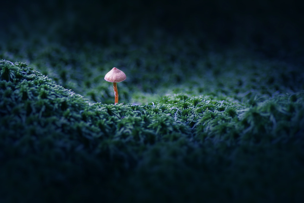 A mushroom by Igor Alekseev on 500px.com