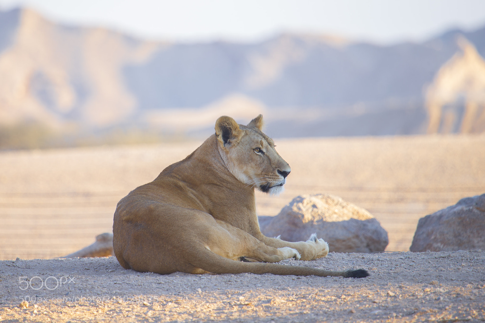 Canon EOS-1D X sample photo. Safari trip in alain photography