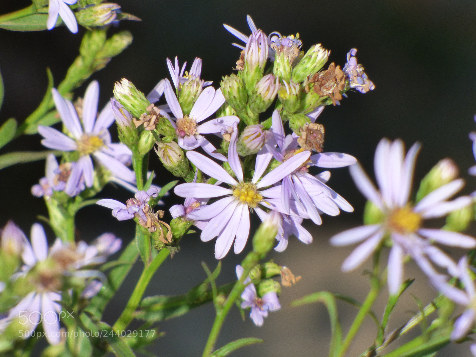 Panasonic Lumix DMC-FZ70 sample photo. Wild flowers 2 photography