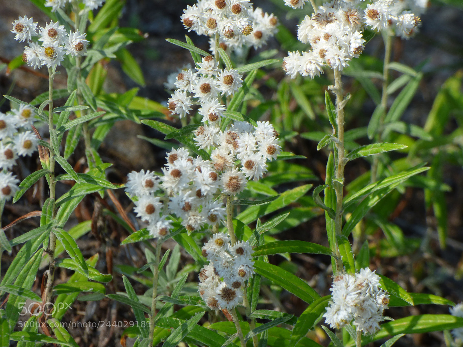 Panasonic Lumix DMC-FZ70 sample photo. Wild flowers 1 photography
