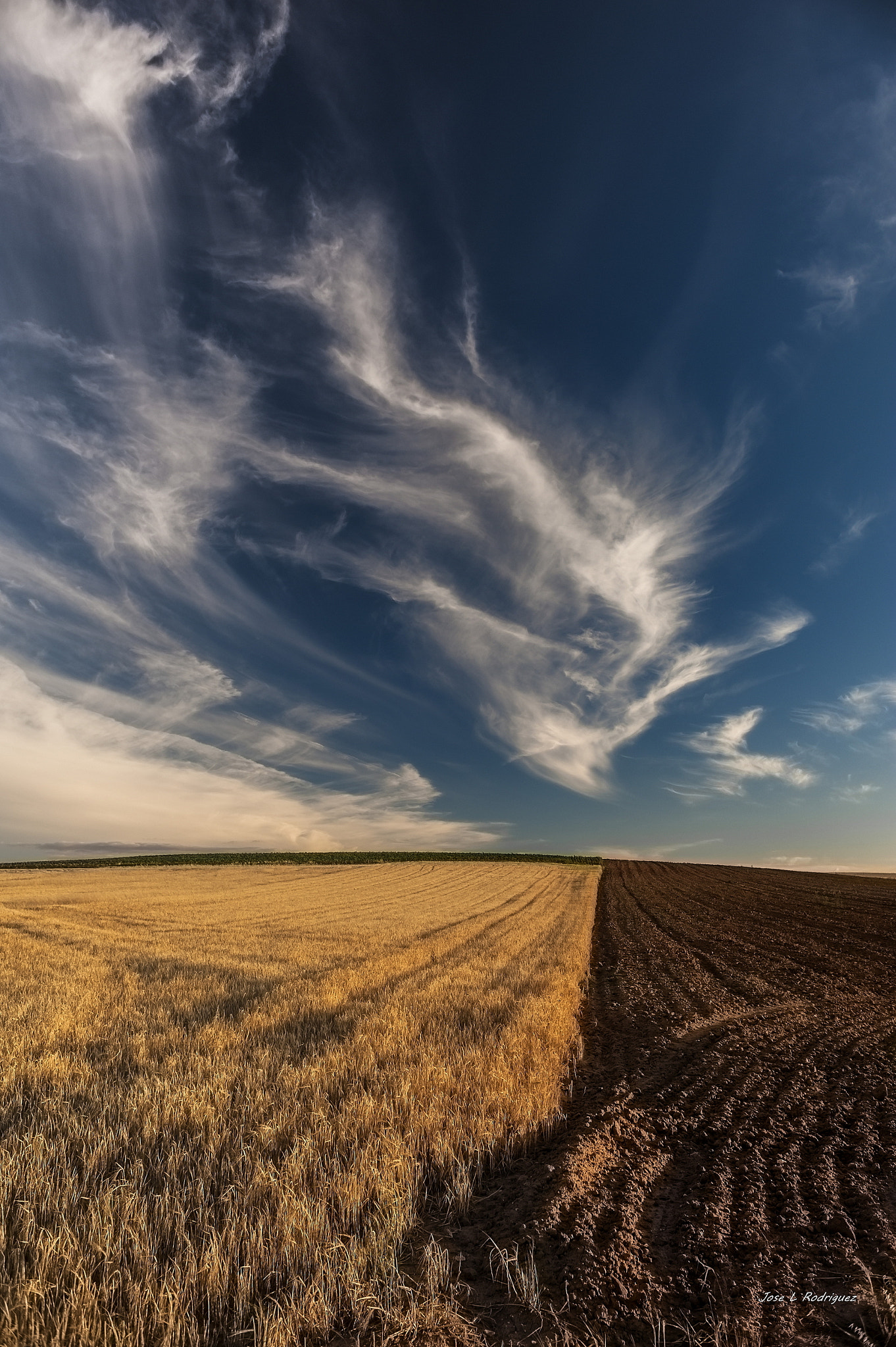 Nikon D700 + Nikon AF Nikkor 24mm F2.8D sample photo. Campo de cereal photography