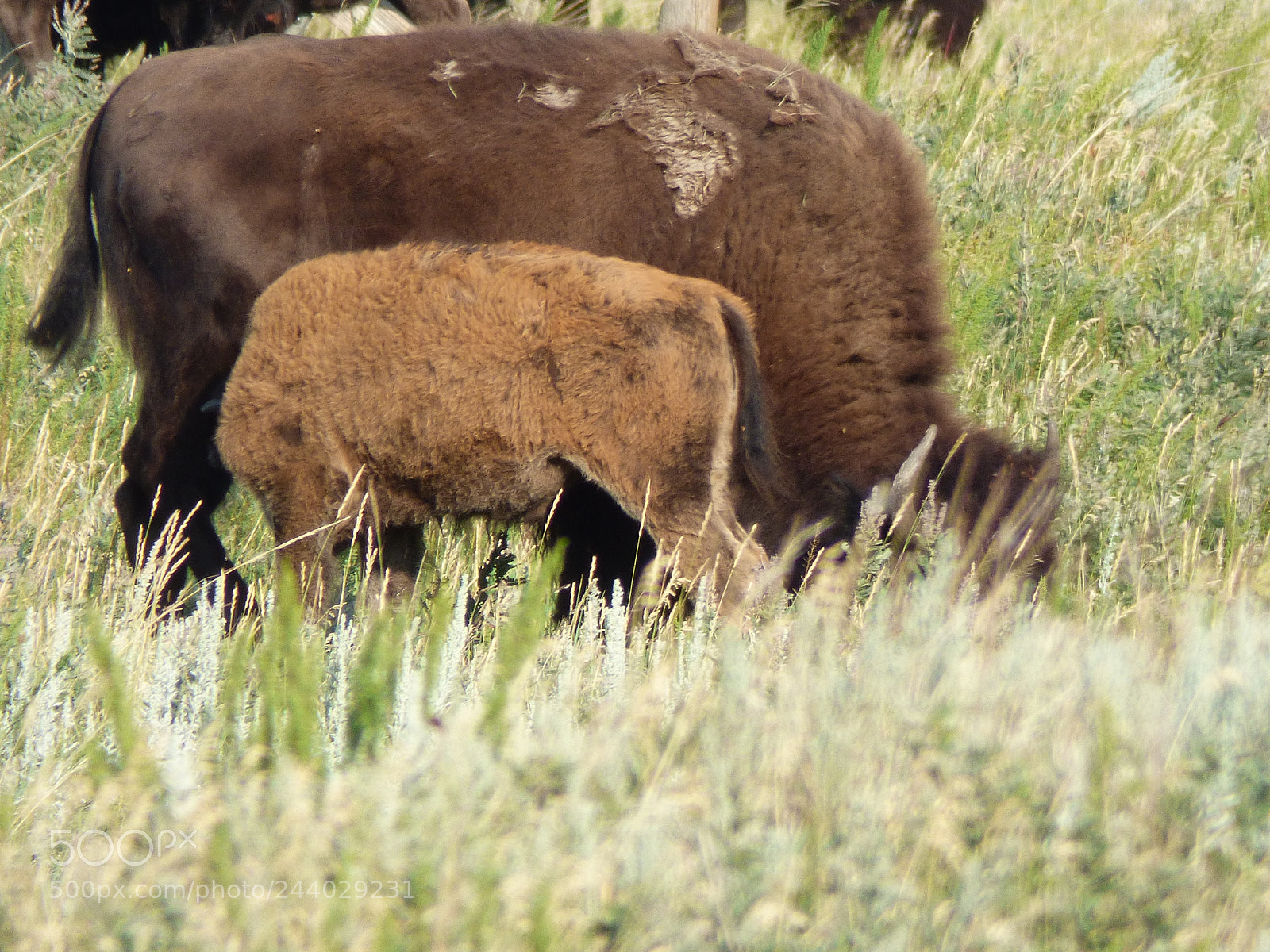 Panasonic Lumix DMC-FZ70 sample photo. Custer national park wild photography