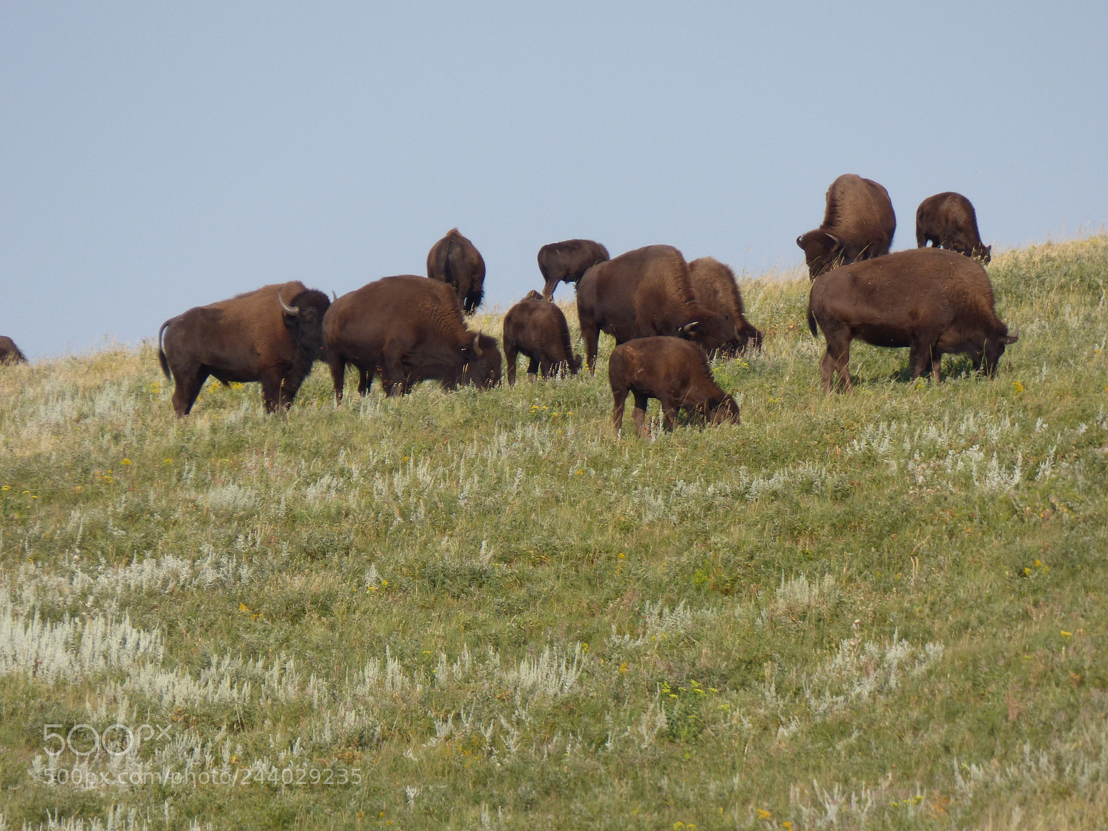 Panasonic Lumix DMC-FZ70 sample photo. Custer national park wild photography