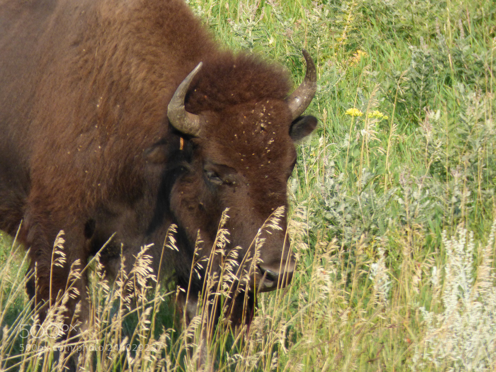 Panasonic Lumix DMC-FZ70 sample photo. Custer national park wild photography