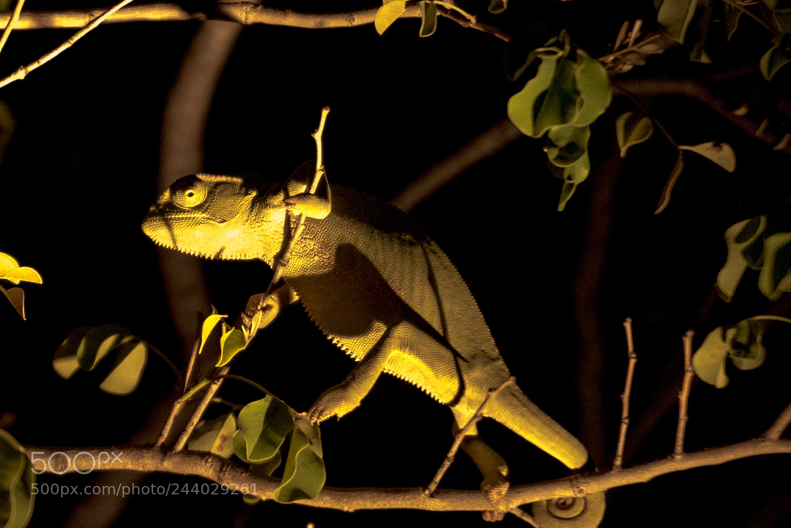 Nikon D810 sample photo. Africa do sul-127.jpg photography
