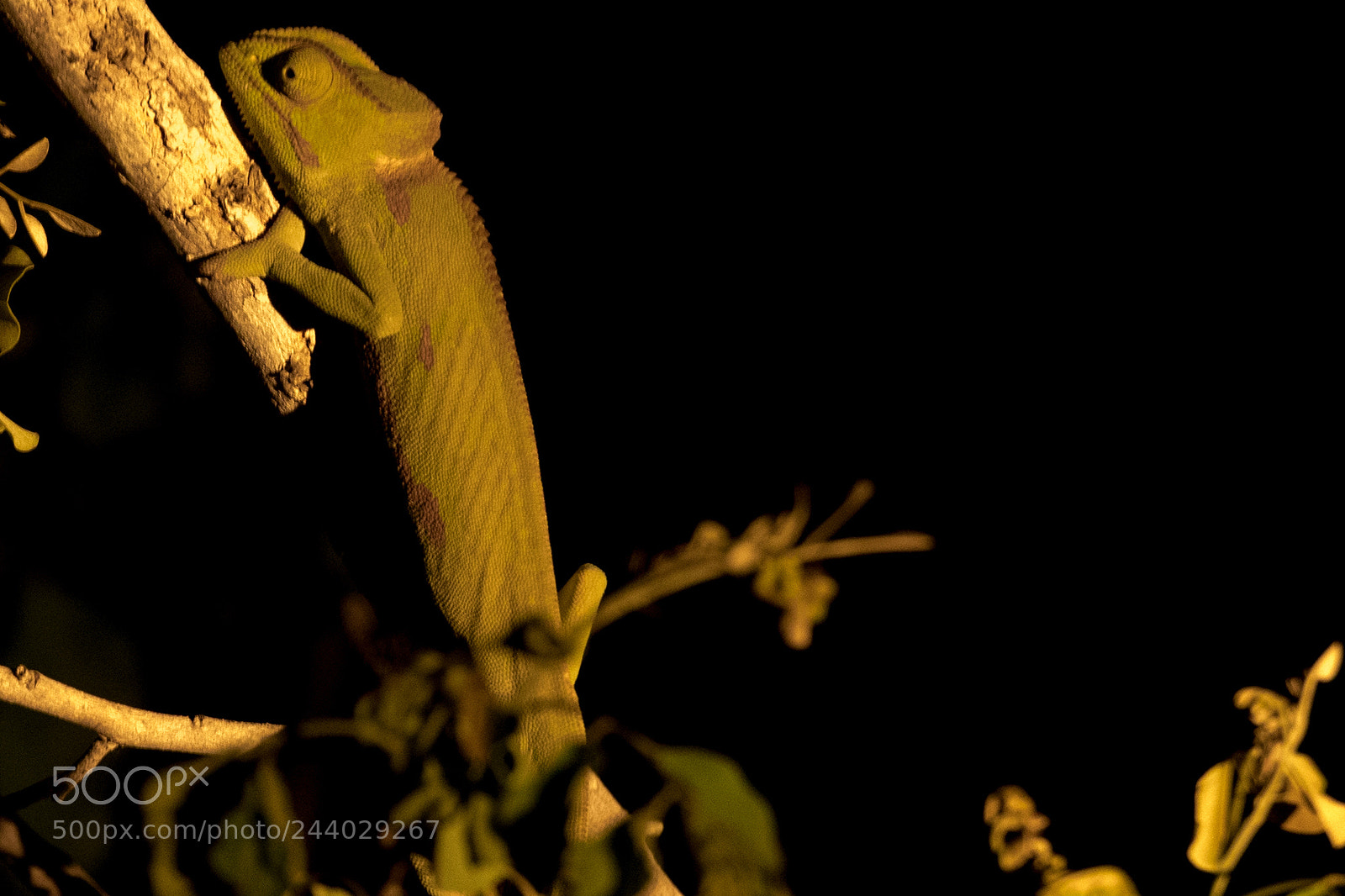 Nikon D810 sample photo. Africa do sul-129.jpg photography