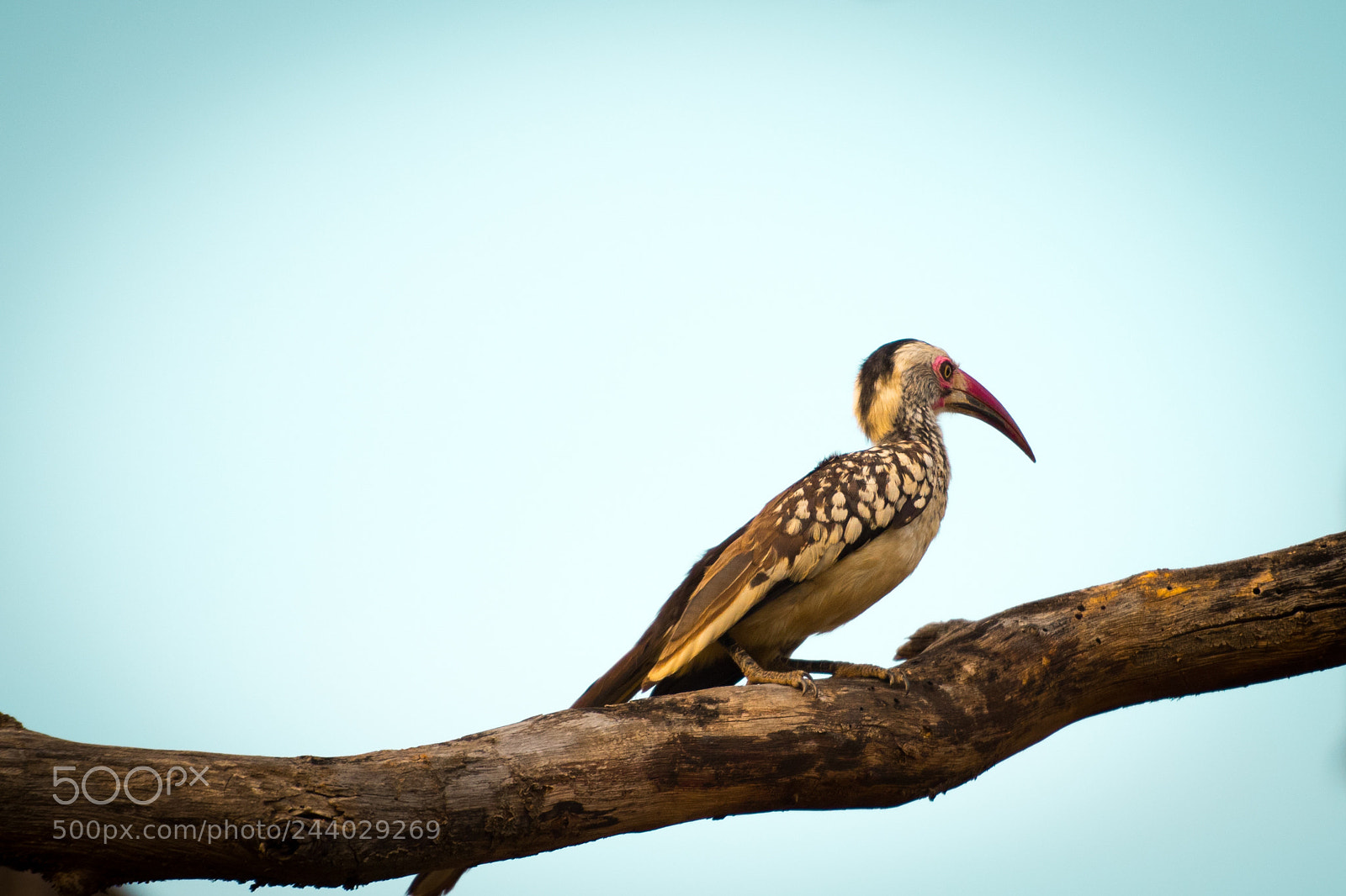 Nikon D810 sample photo. Africa do sul-17.jpg photography